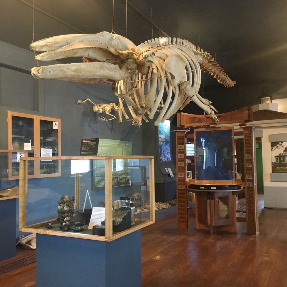 The Whale Museum