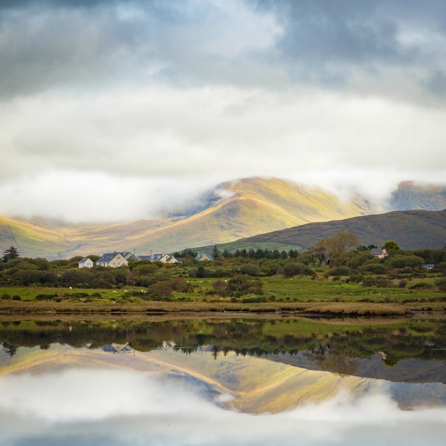 Irish Mist