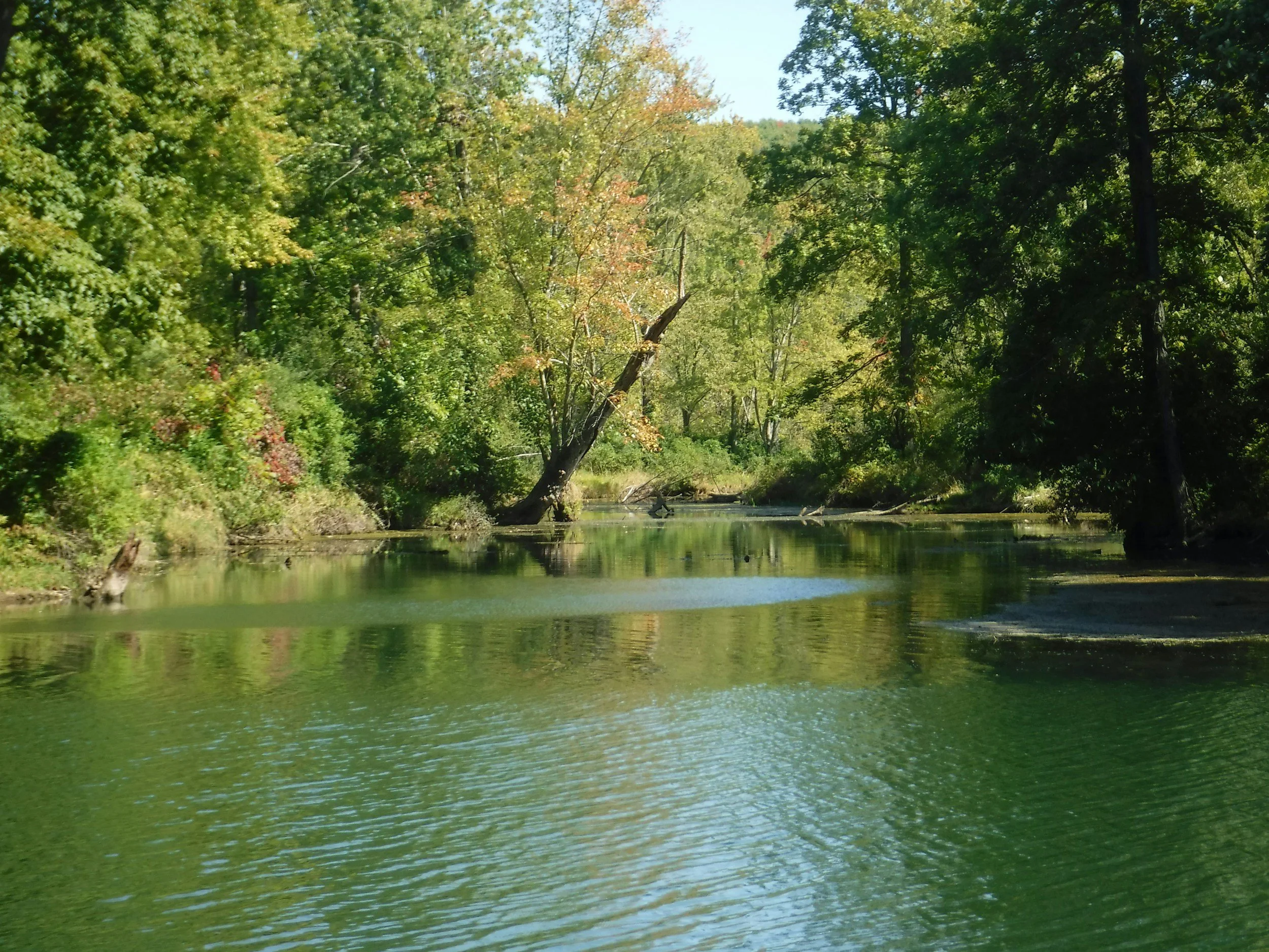 A peaceful river flowing through a dense green forest with trees showcasing some early autumn colors, under a clear blue sky.