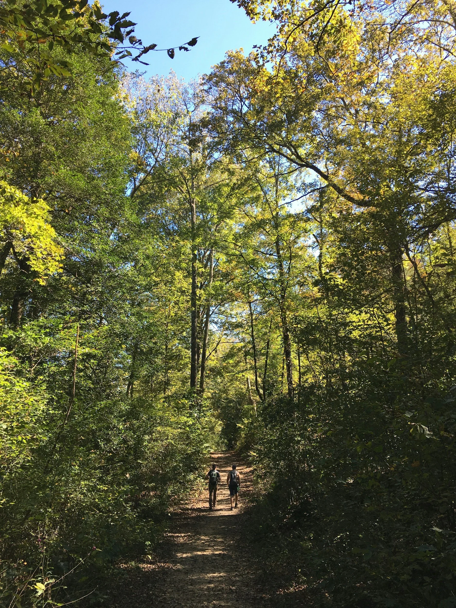 Two hikers walking along a forest trail surrounded by tall green trees with sunlight filtering through the canopy.