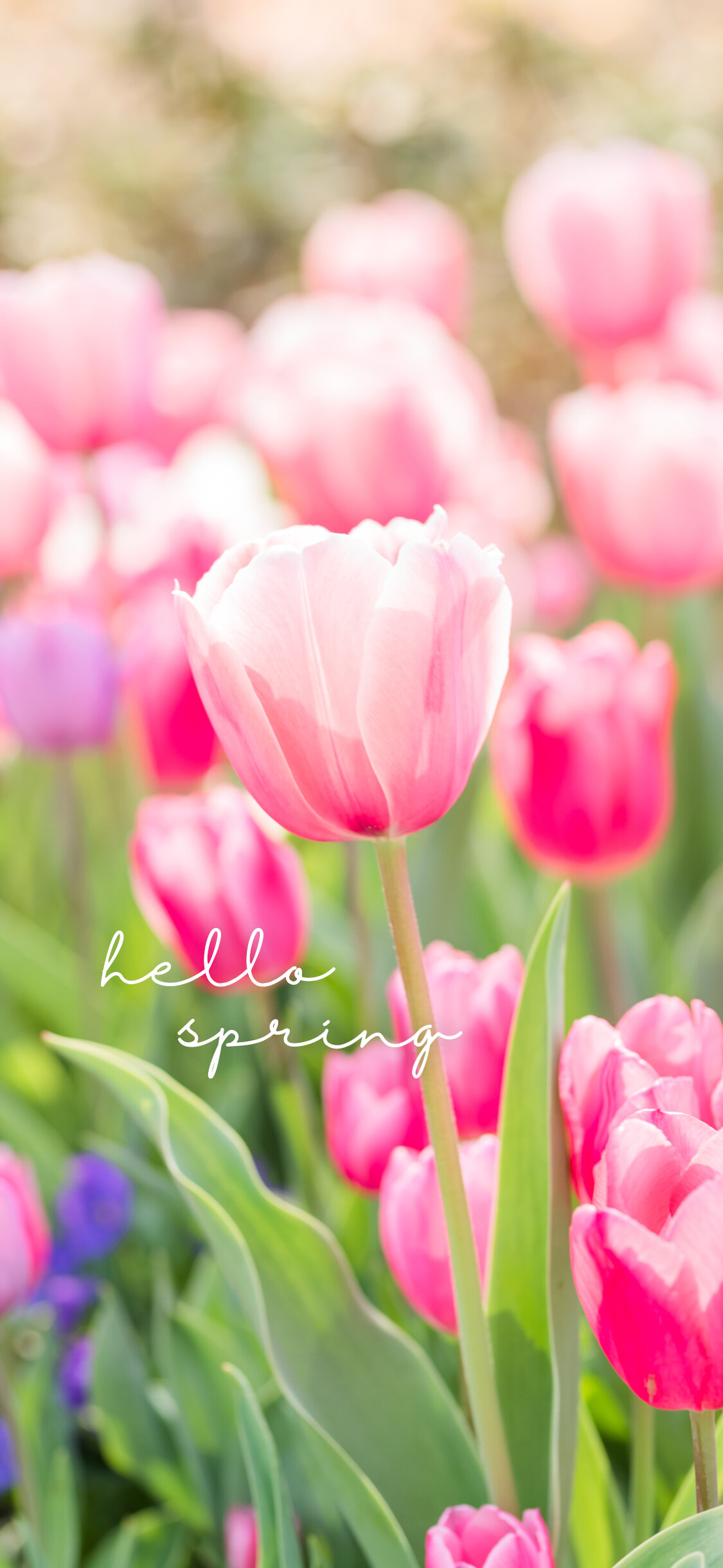 36 Aesthetic Spring Wallpaper for iPhone Free Download  May the Ray