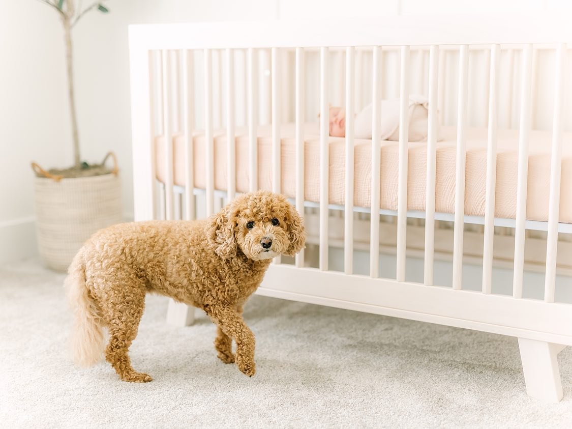 🐾 Calling all fur-parents! 🐾

I understand that your furry friends are family too! That&rsquo;s why I want you to know that your beloved pups are always welcome to join in on your in-home newborn photography session.

I know how important it is to 