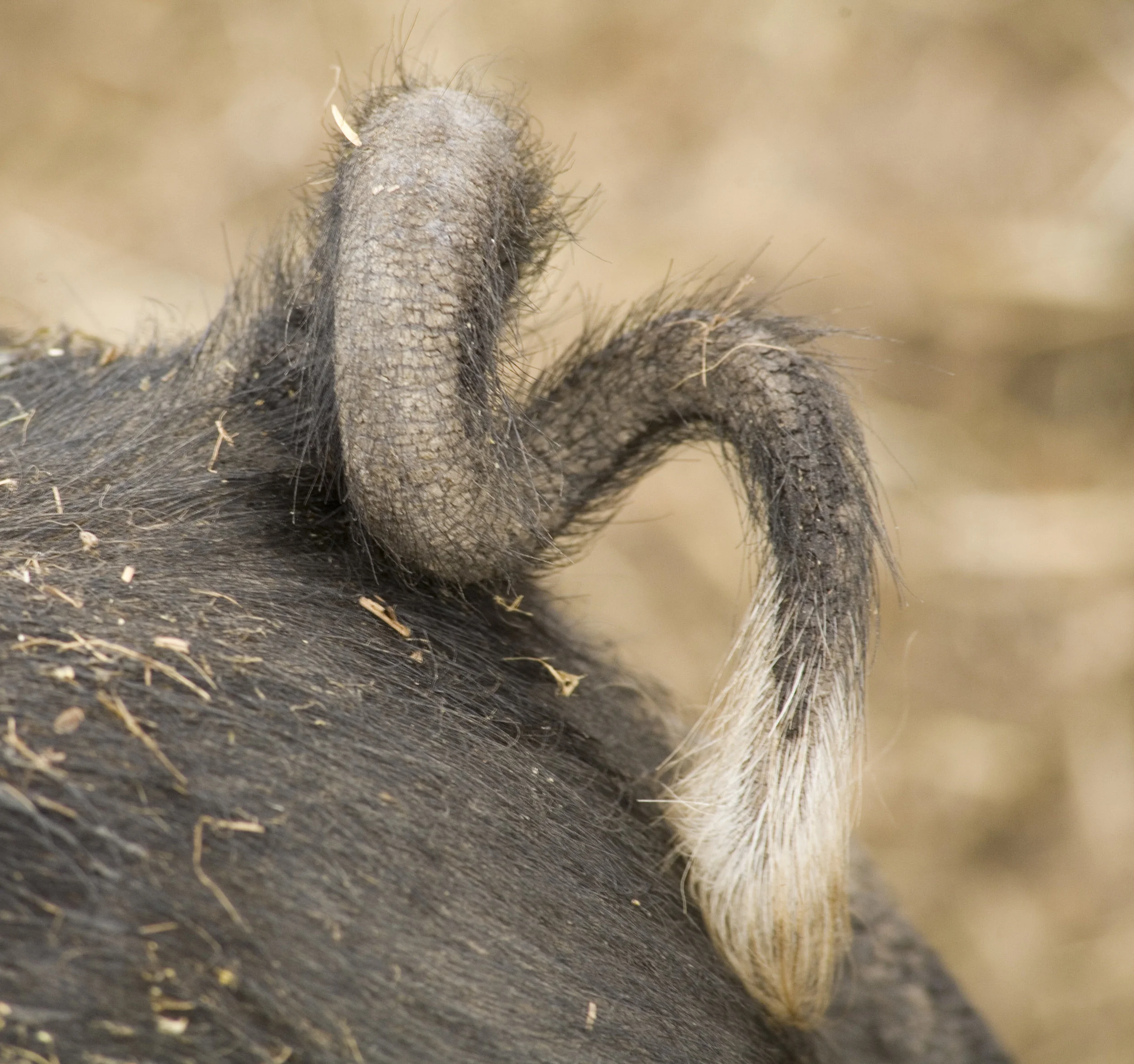 The curly tail of a happy Mint Creek pig!