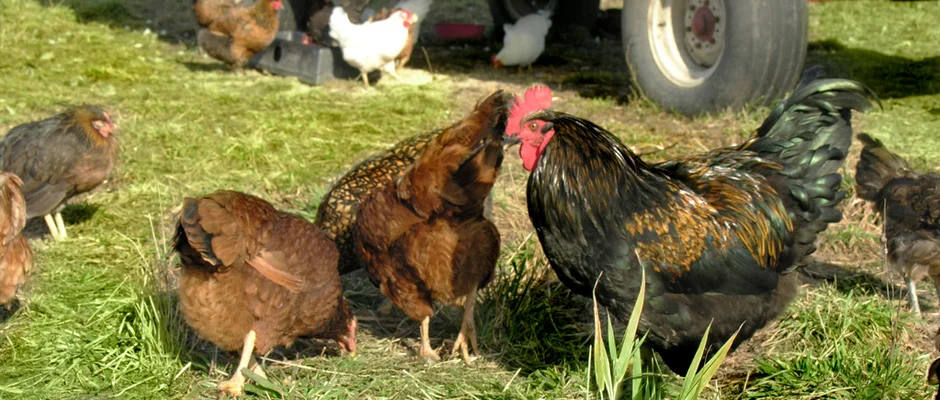Egg laying hens on pasture