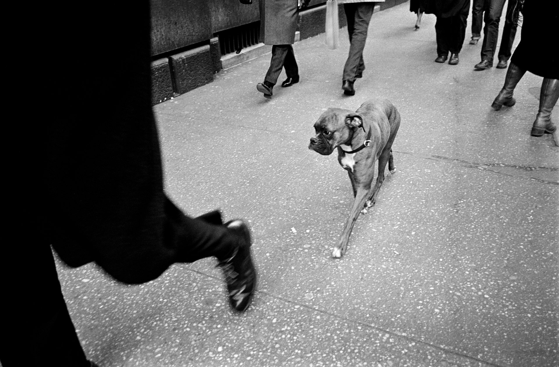 Dog, 5th Ave., NYC, 1980