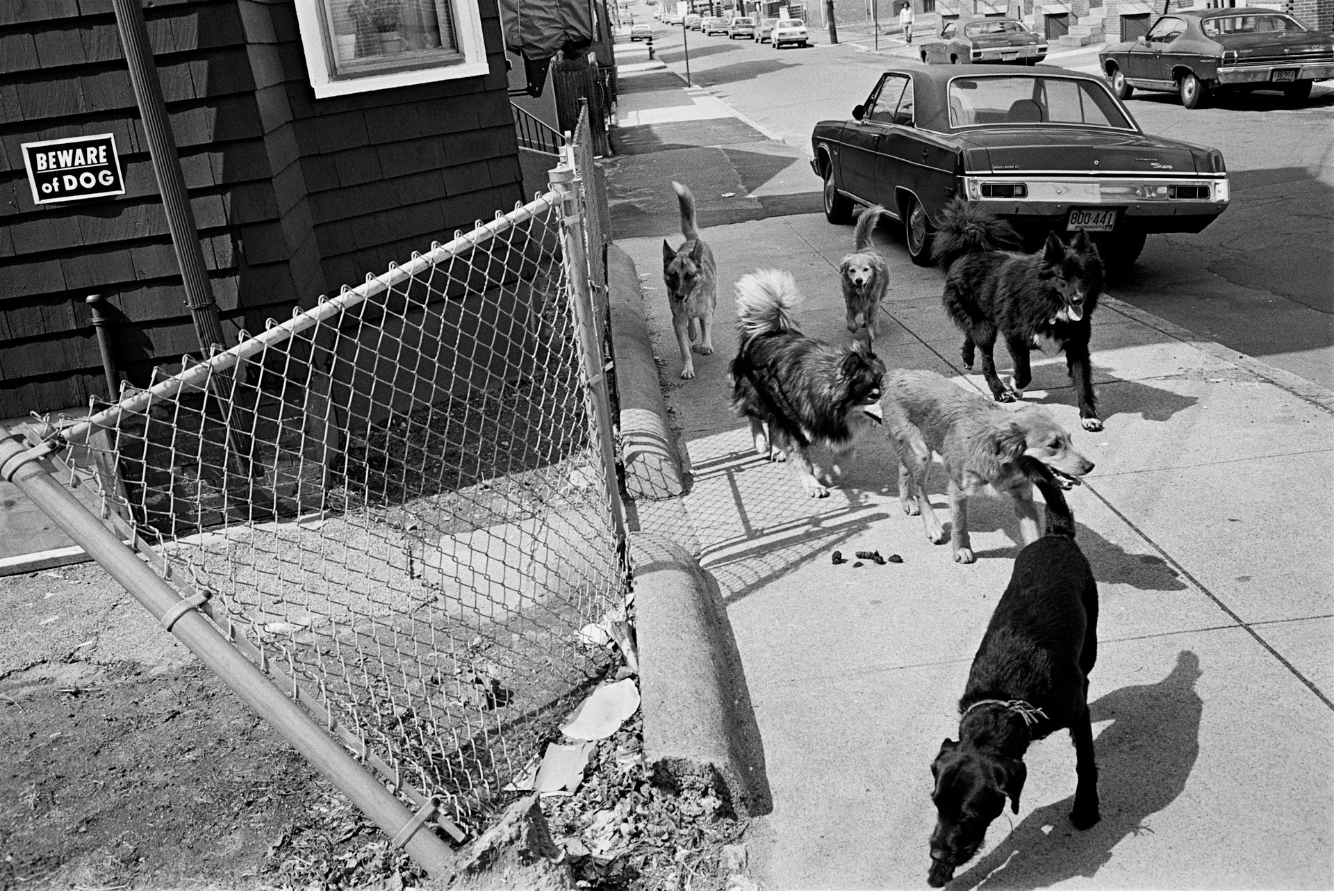 Beware of Dog, Boston, 1979