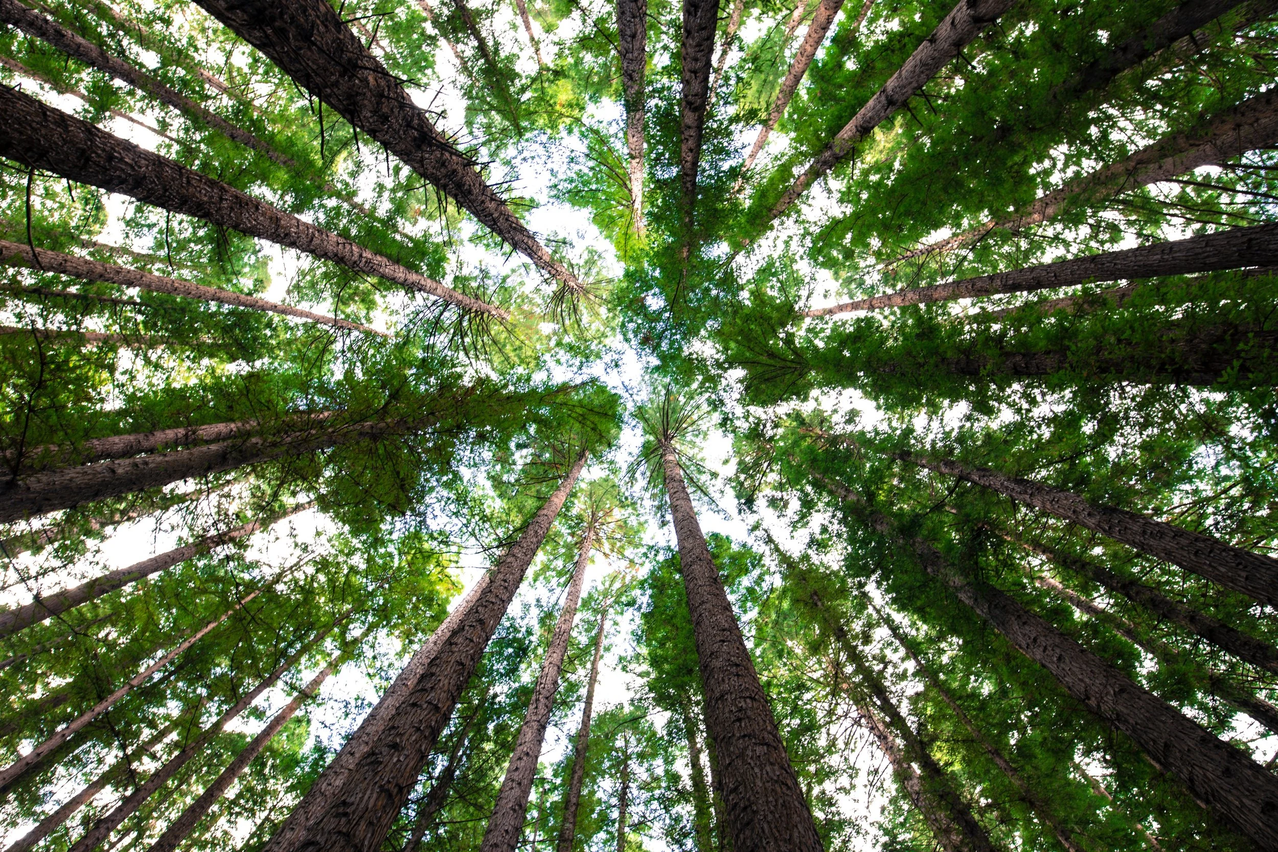 thrive trees.jpeg