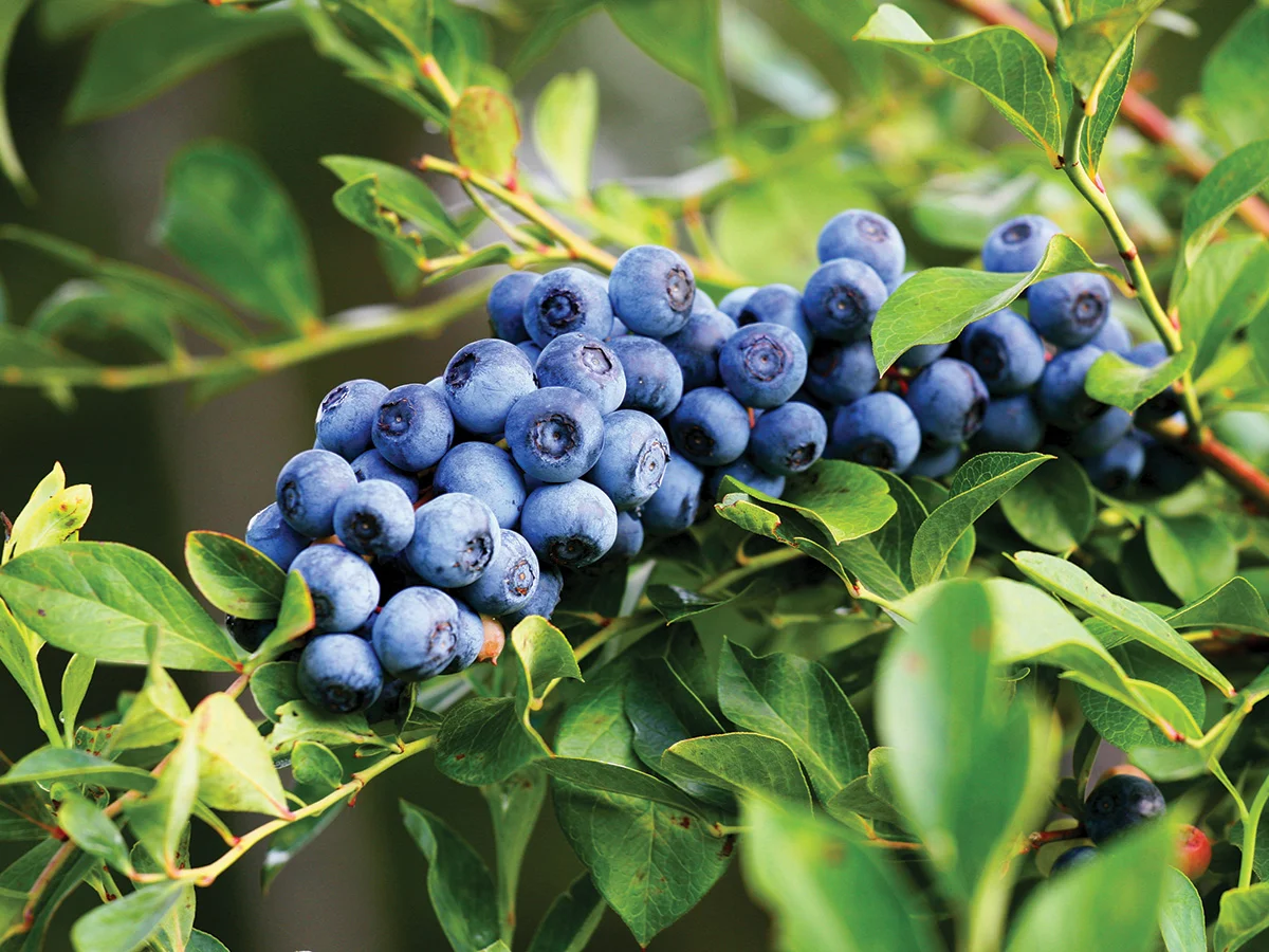 Blueberries-at-Blue-Harvest-Farm-photo-courtesy-LouisianaNorthshore_web.jpg