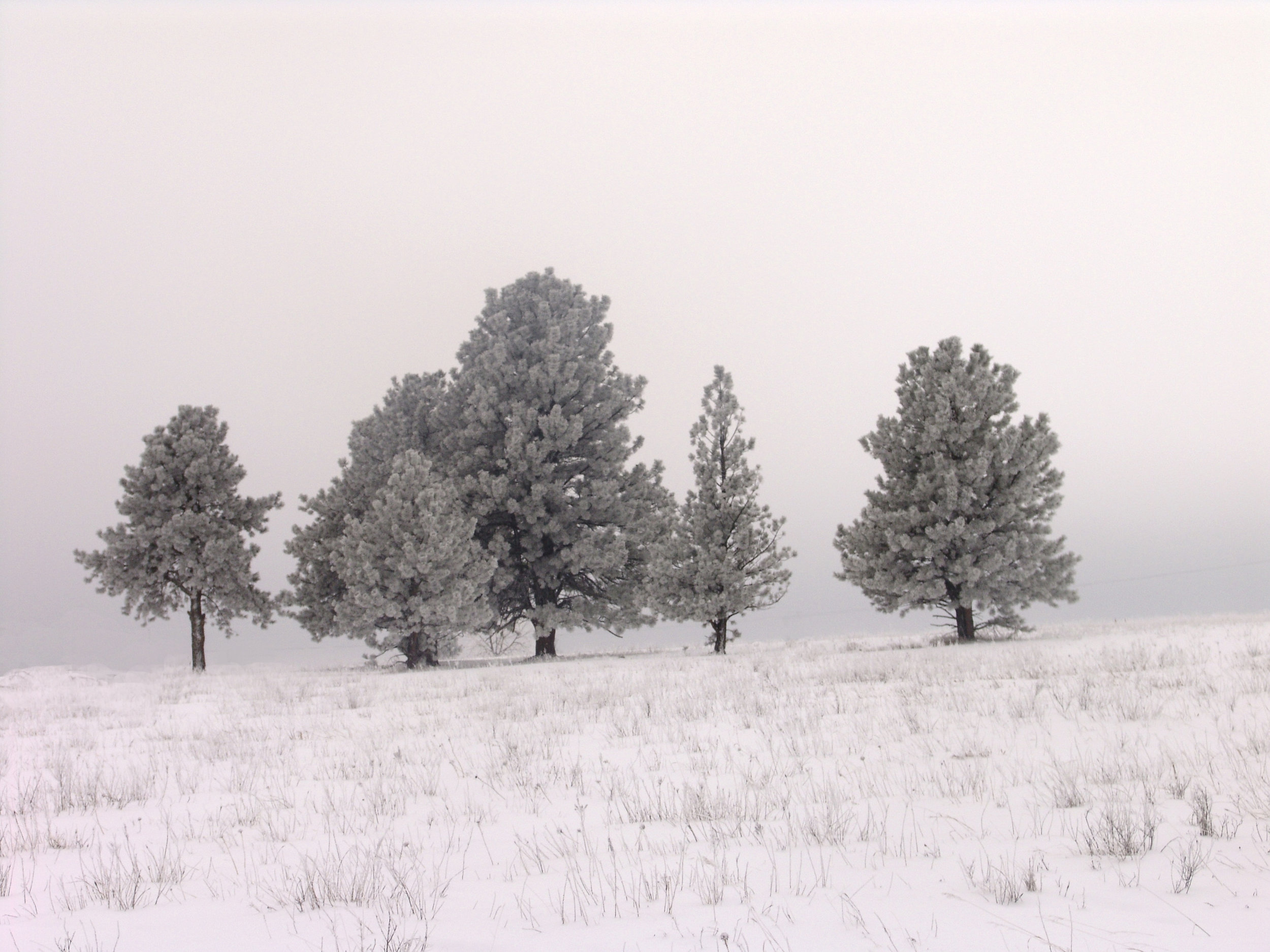 treesnofence.jpg