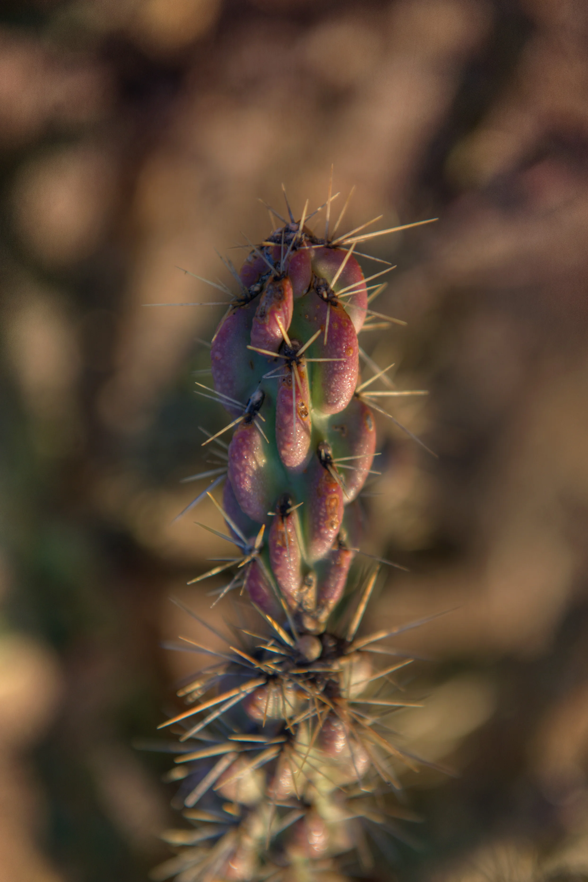 dew on tree cholla.jpg