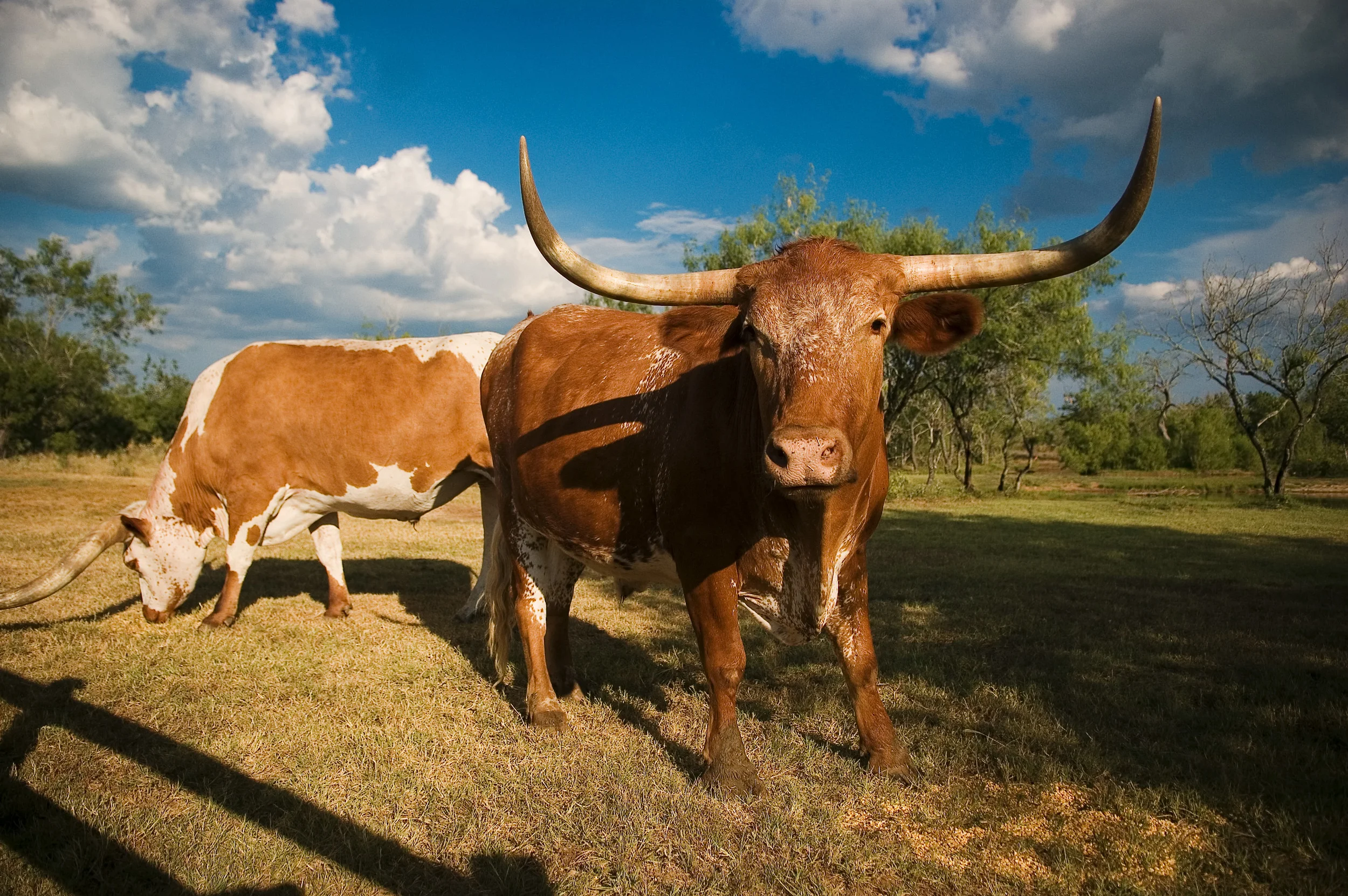 Longhorns.jpg