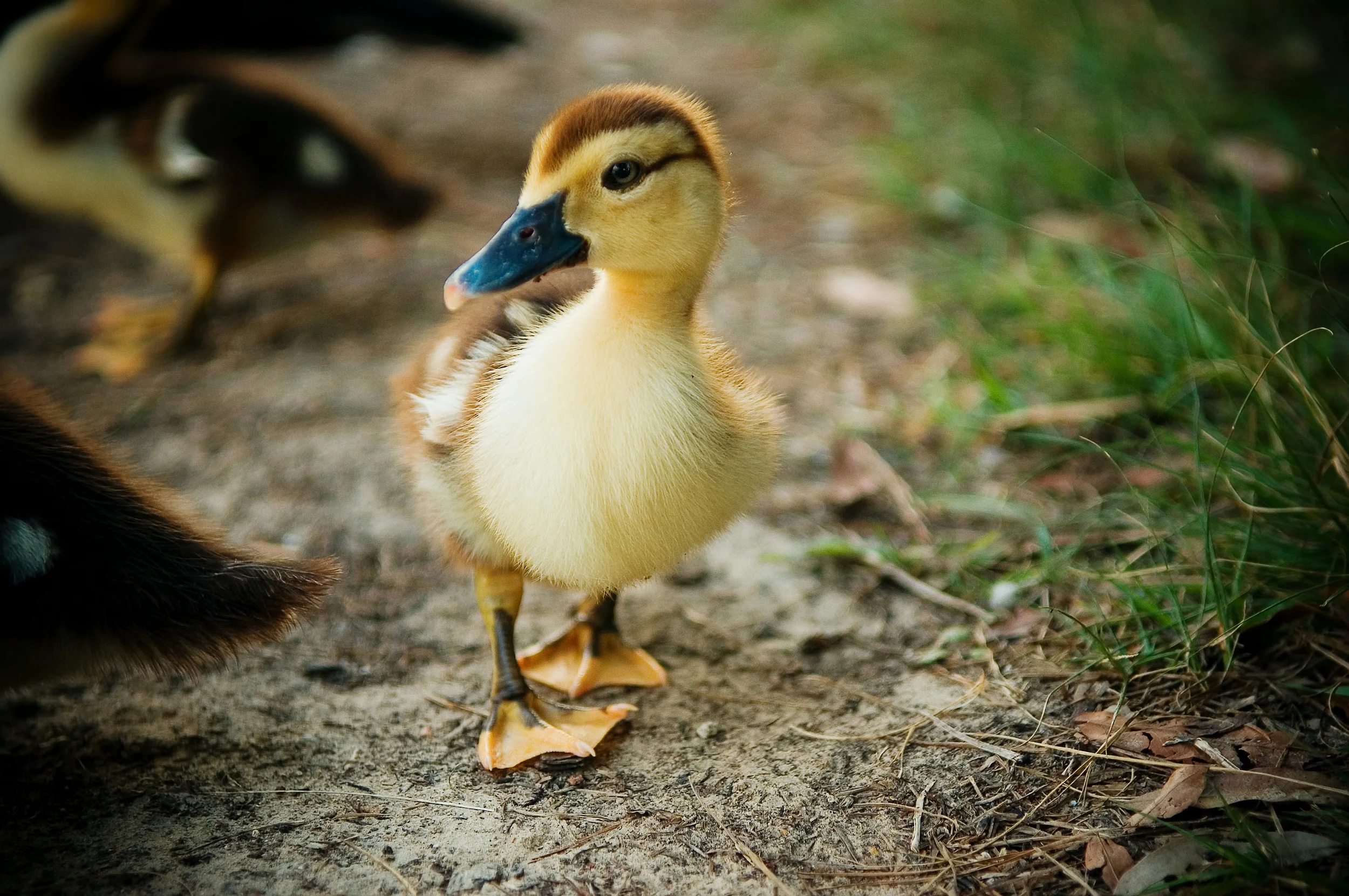 duckling smaller.jpg