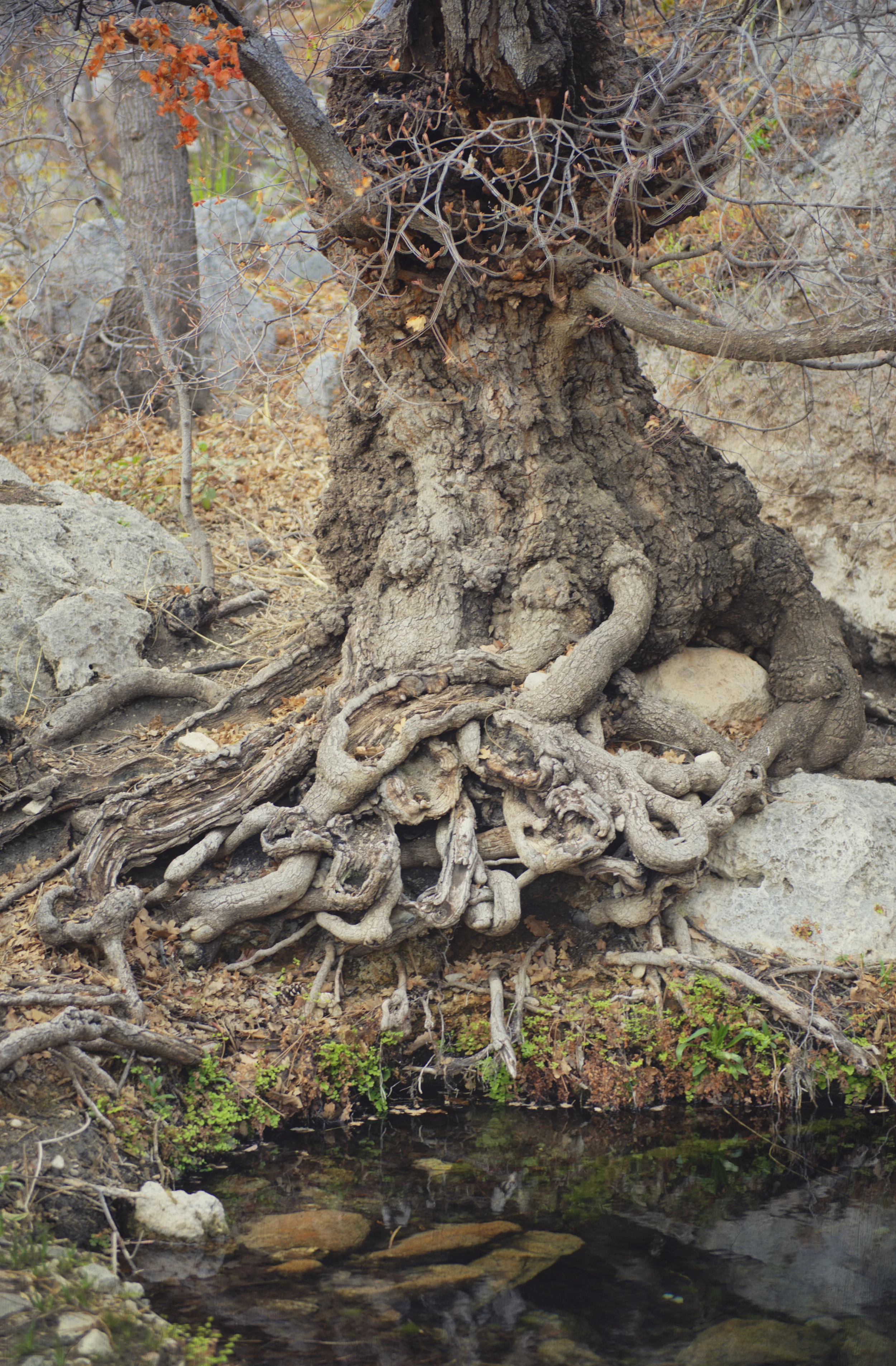 Talking Tree