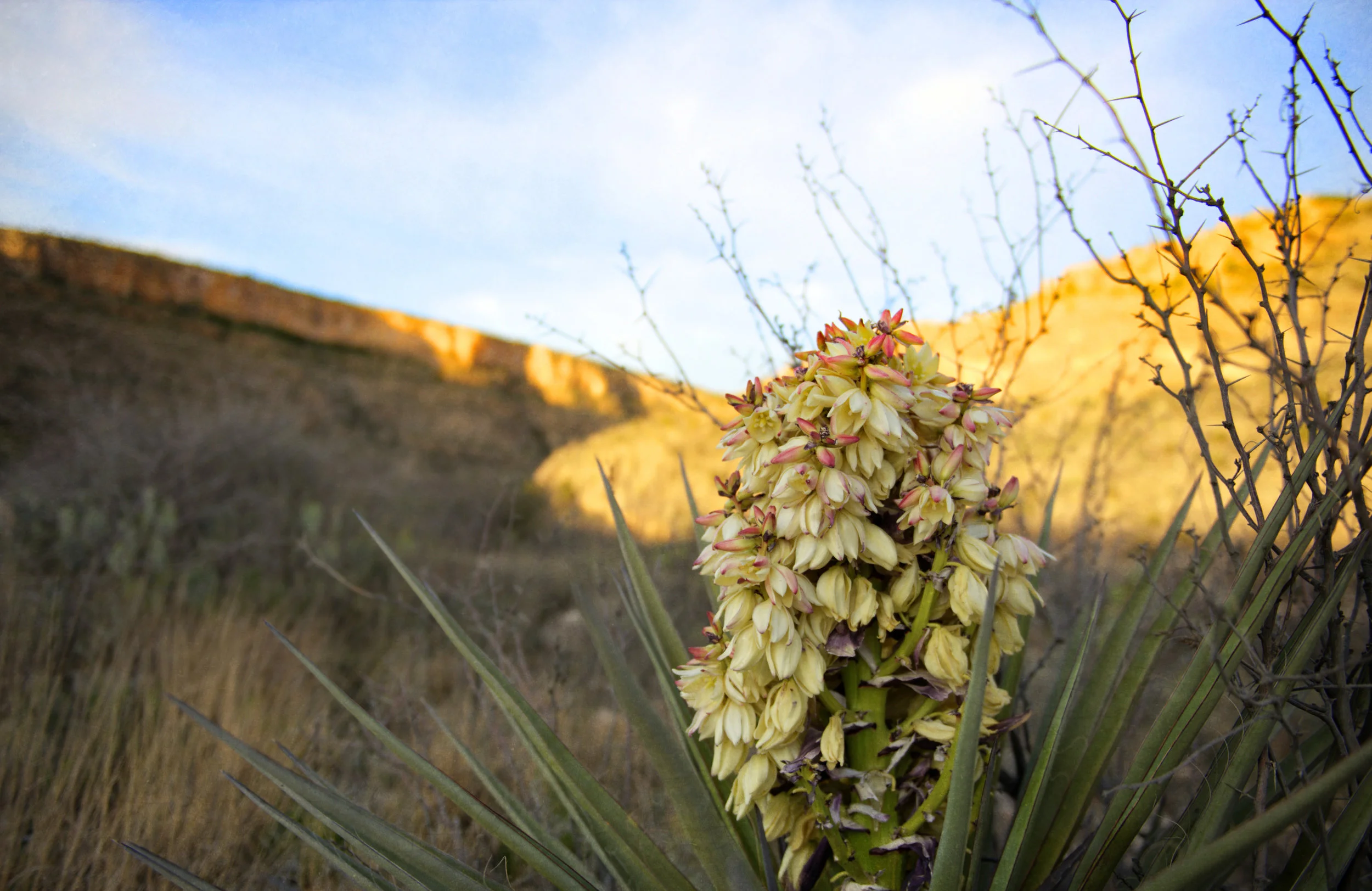 Blooming Yucca at Carlsbad Caverns
