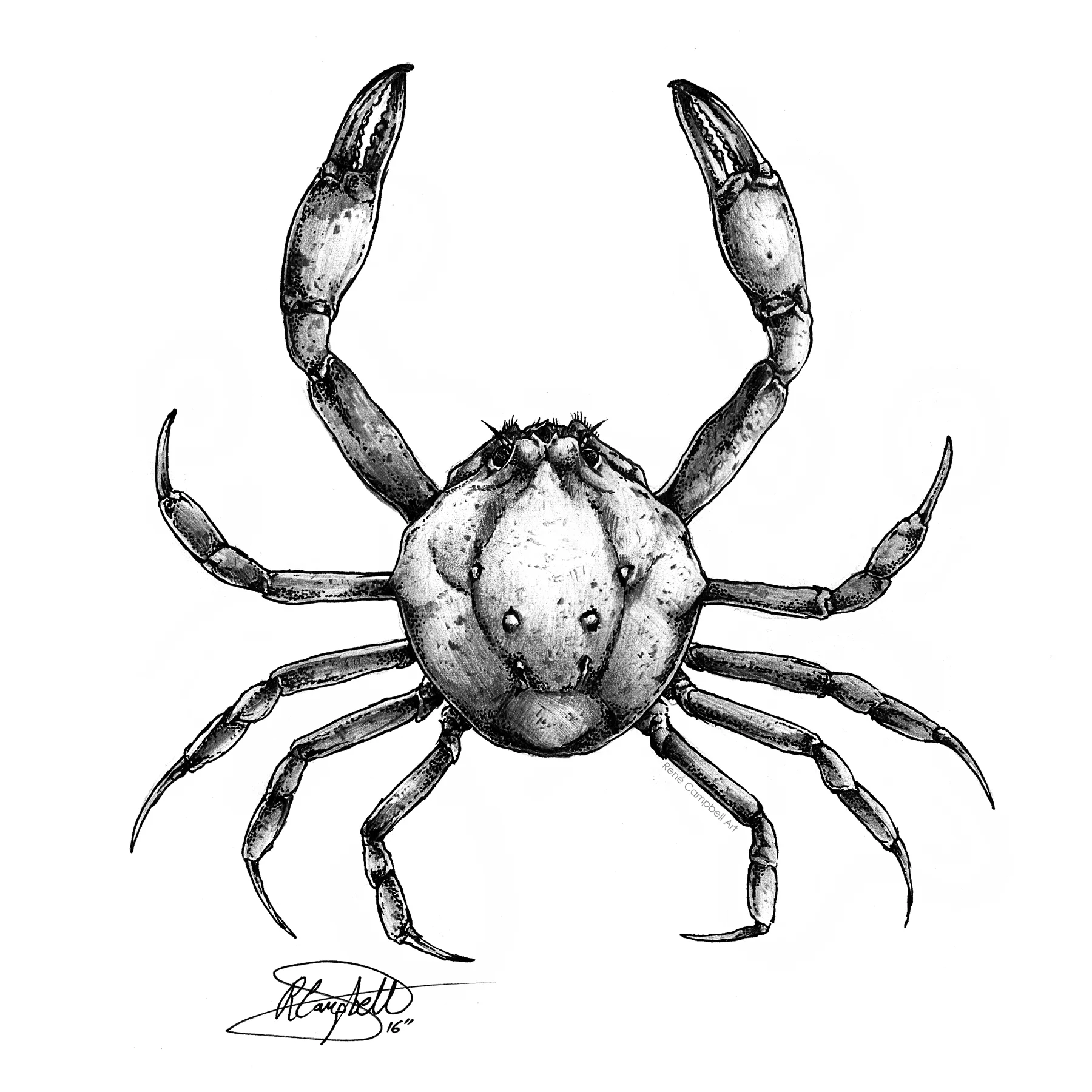 Pebble Crab