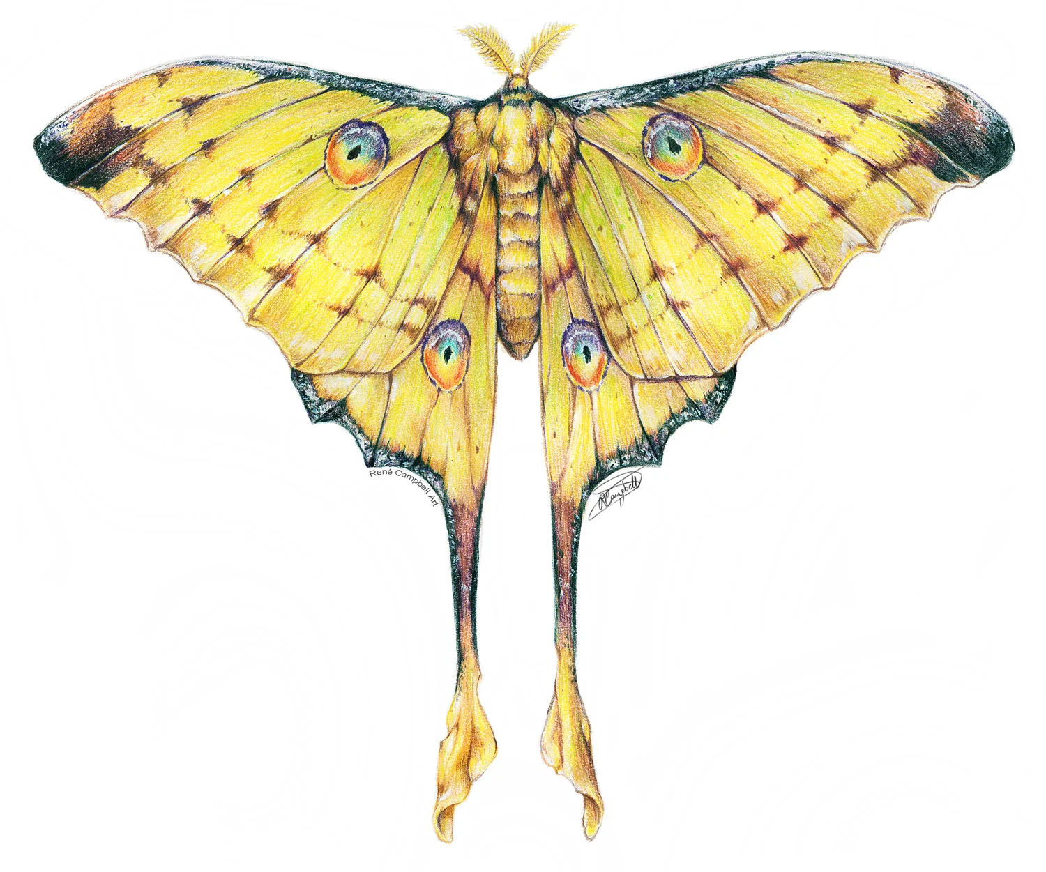 Comet Moth