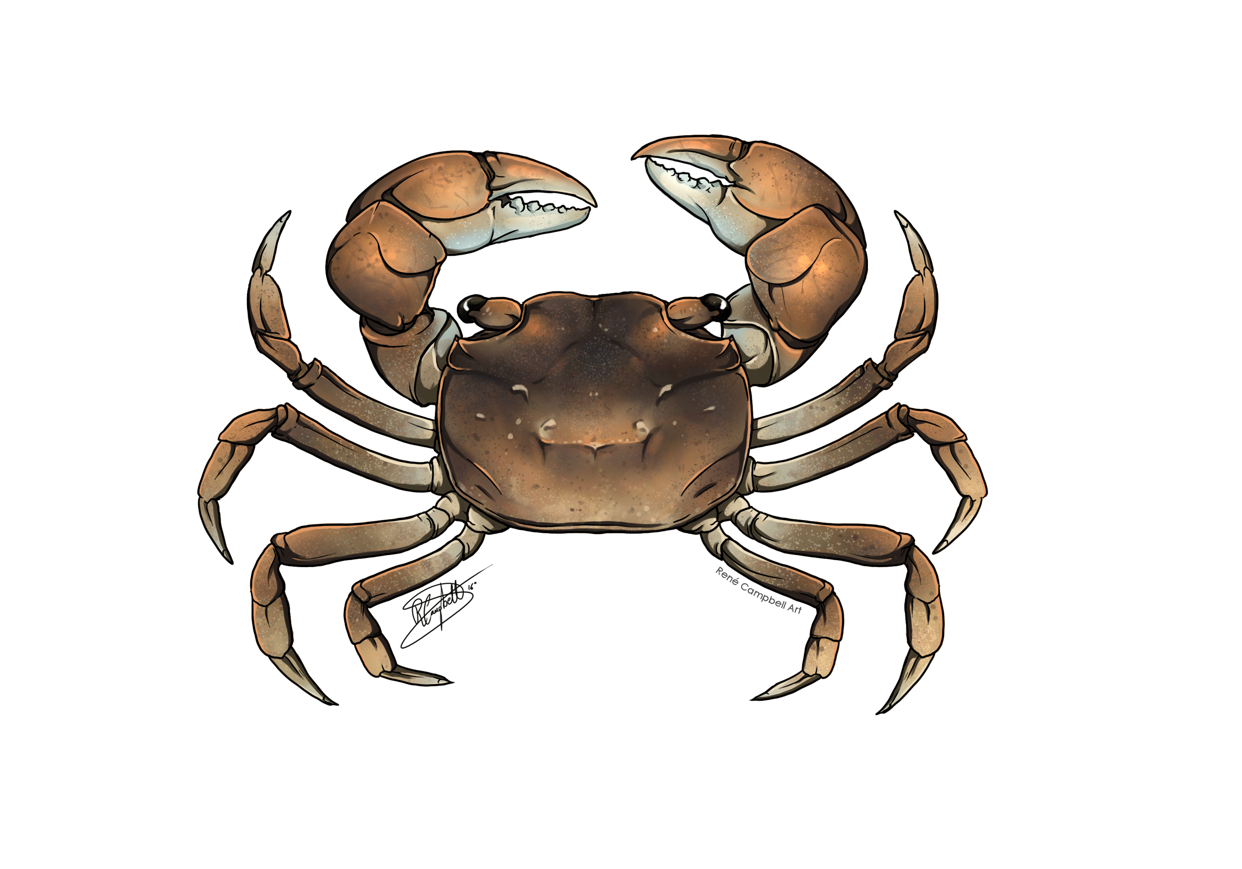 Helograpsus haswellianus