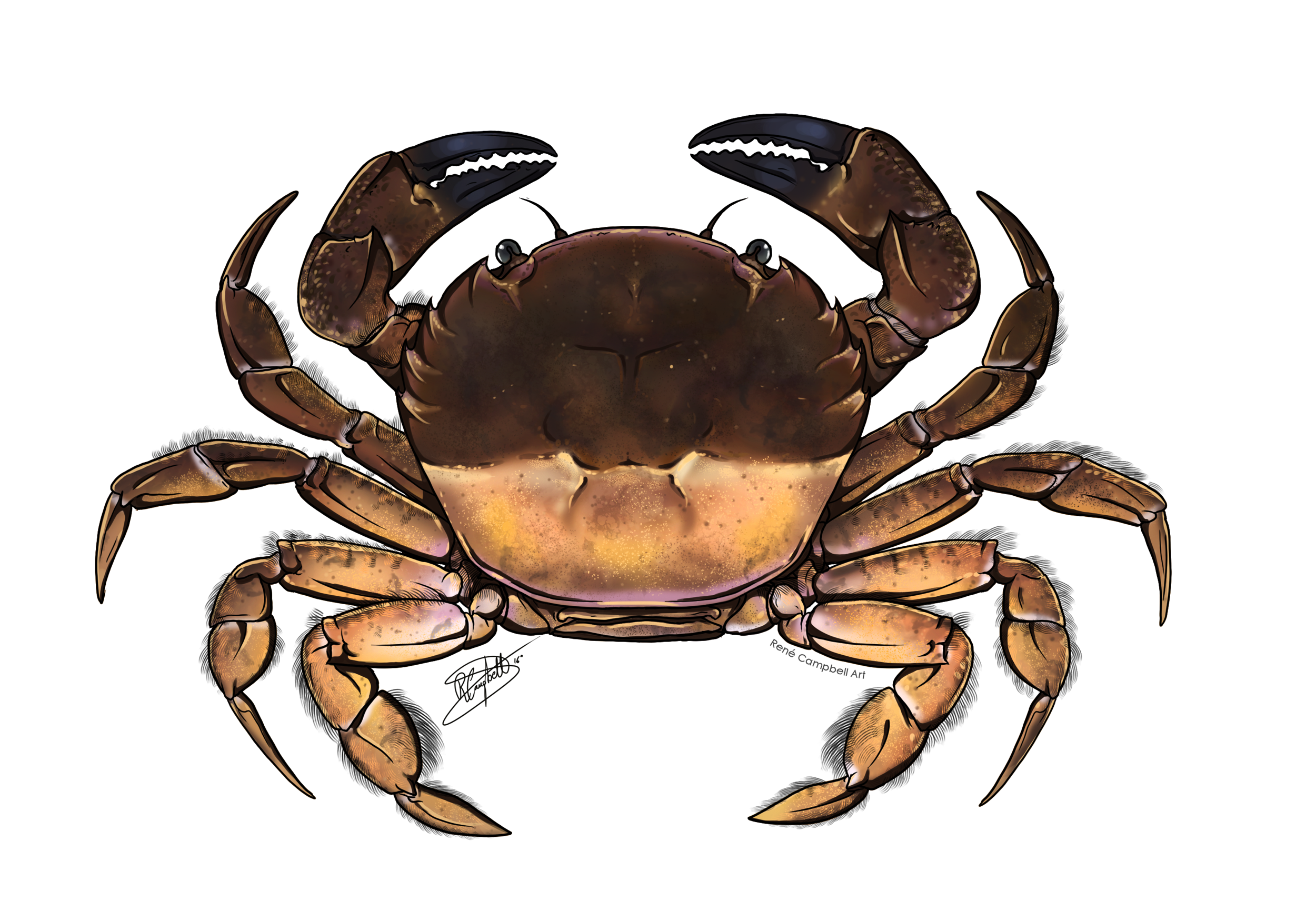 Nectocarcinus integrifrons