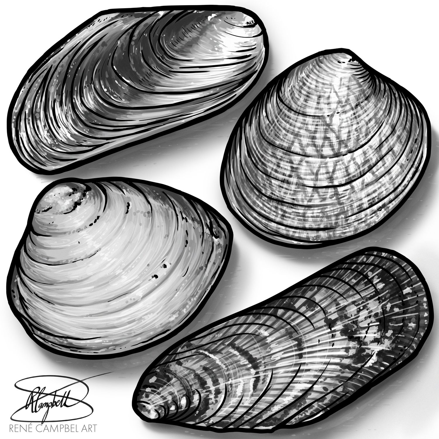 Bivalves