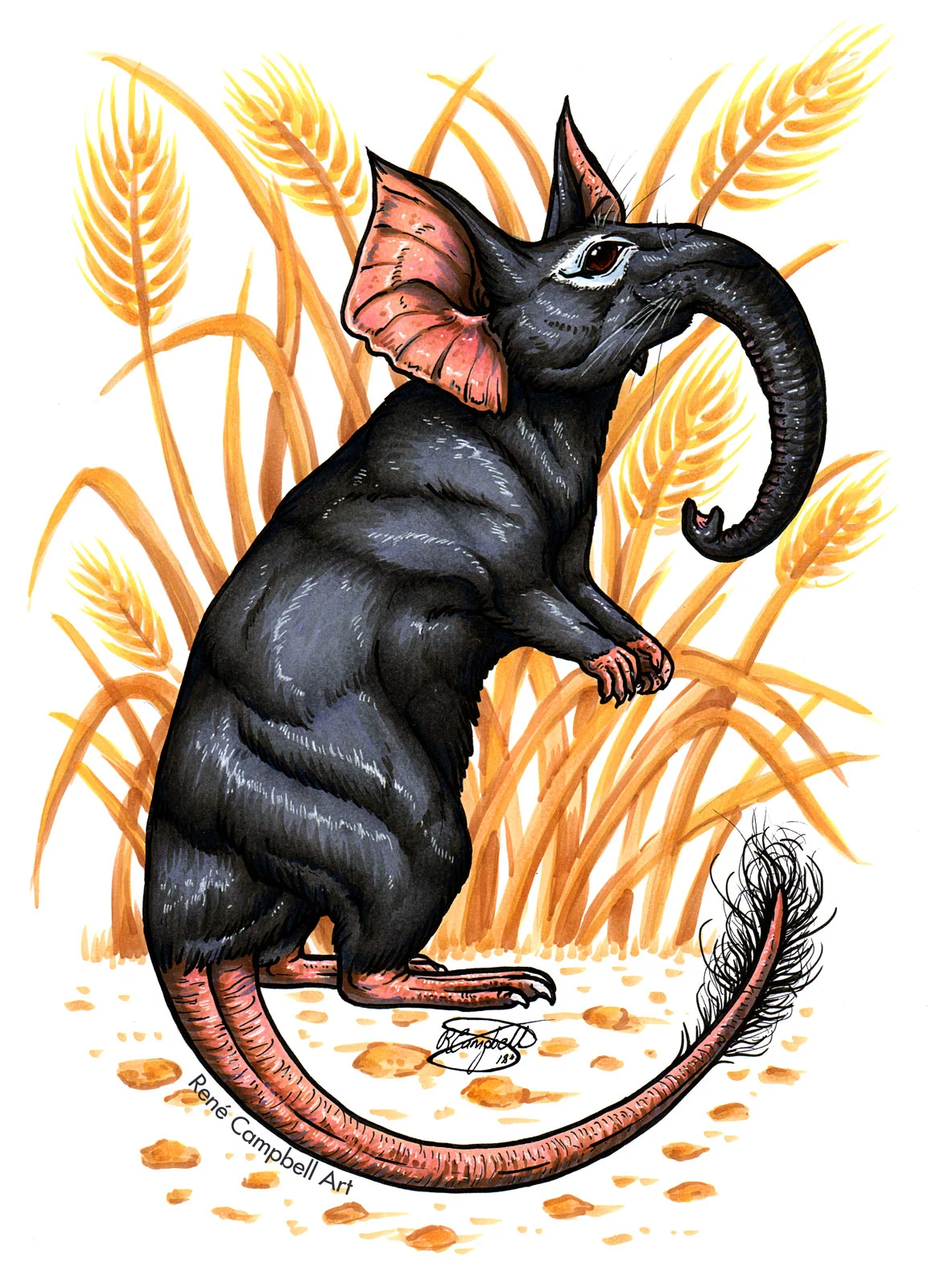 Elephant-Rat.jpg