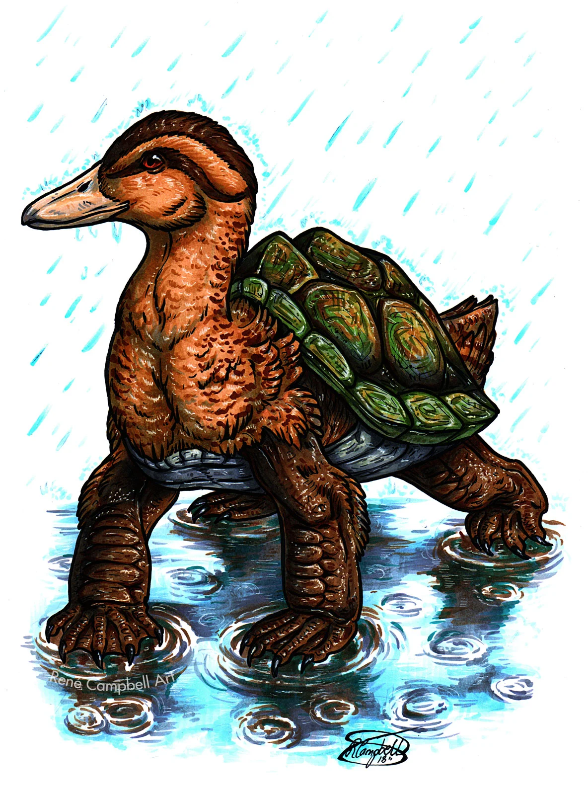Turtle-Duck.jpg