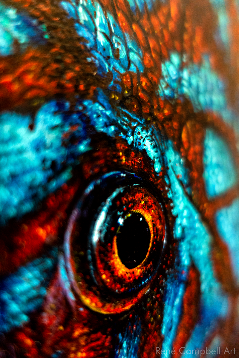 Discus_Detail_12.png