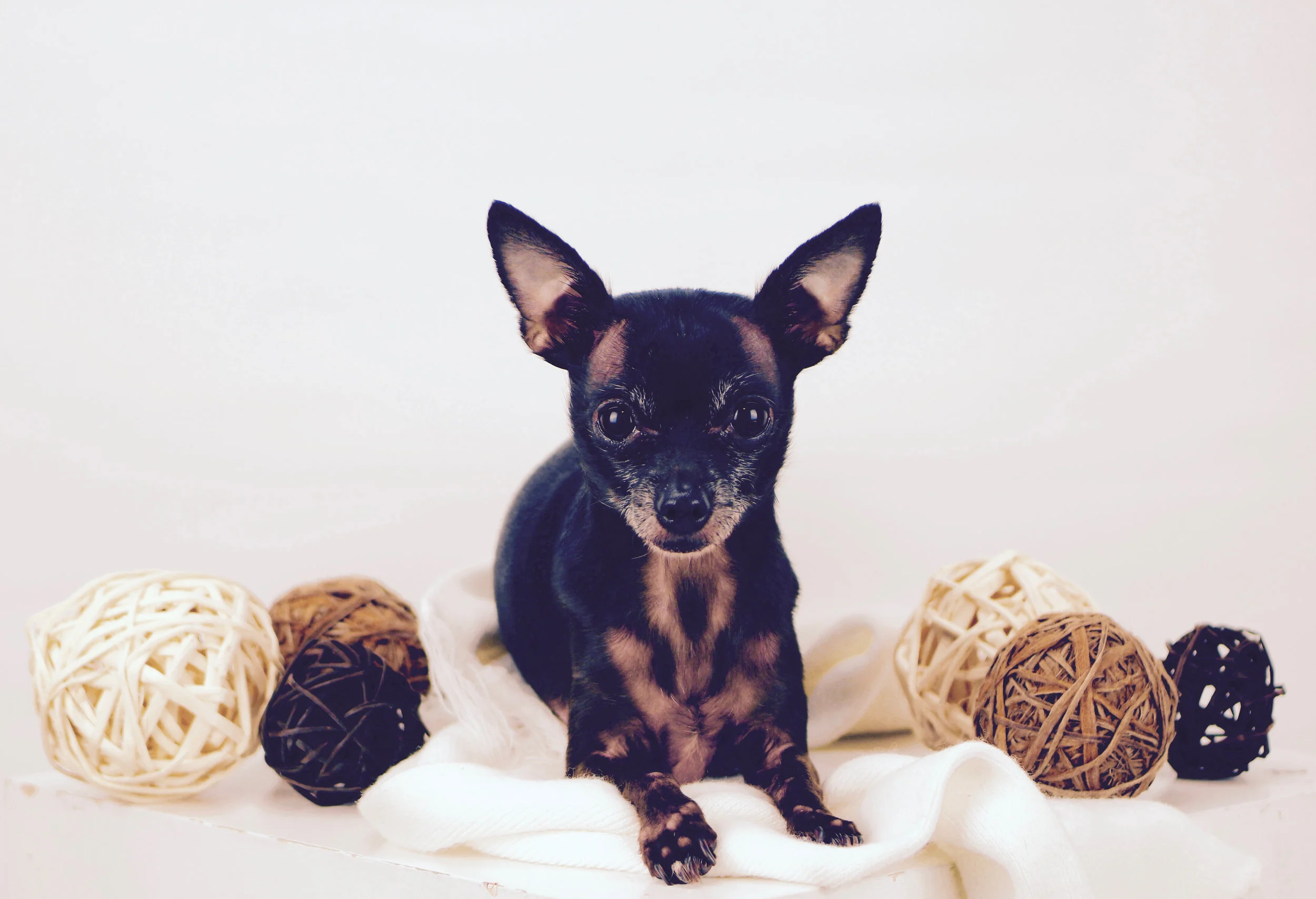 Wicker Puppy