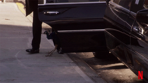 Peacock.gif