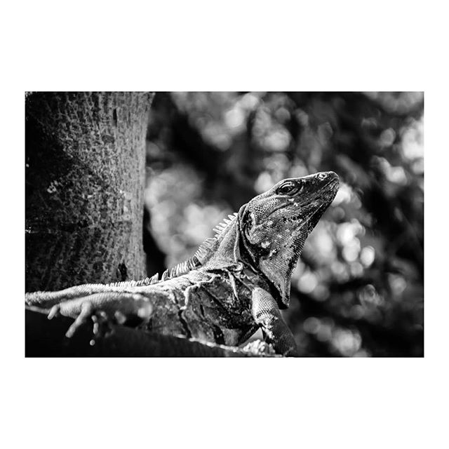 &quot;Iguana&quot;
#bnw #nature #iguana #streetphotographer #blackandwhite_perfection #naturephotography #nx500 #travelphotograph #archesgallery #lizzard #iguanalife #beachphotography #animalphotography #bnwlife #bnwphoto #naturegram #pdc