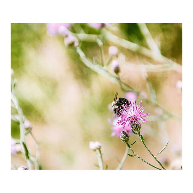 &quot;Sweet Spot&quot;
#savethebees #bee #bumblebees #shenandoahnationalpark #shenandoahvalley #naturephotography #travelphotographyoftheday #bugslife #insectphotography #wallart #wallprint #galleryartist #archesgallery #samsungnx500 #hikersofinstagr