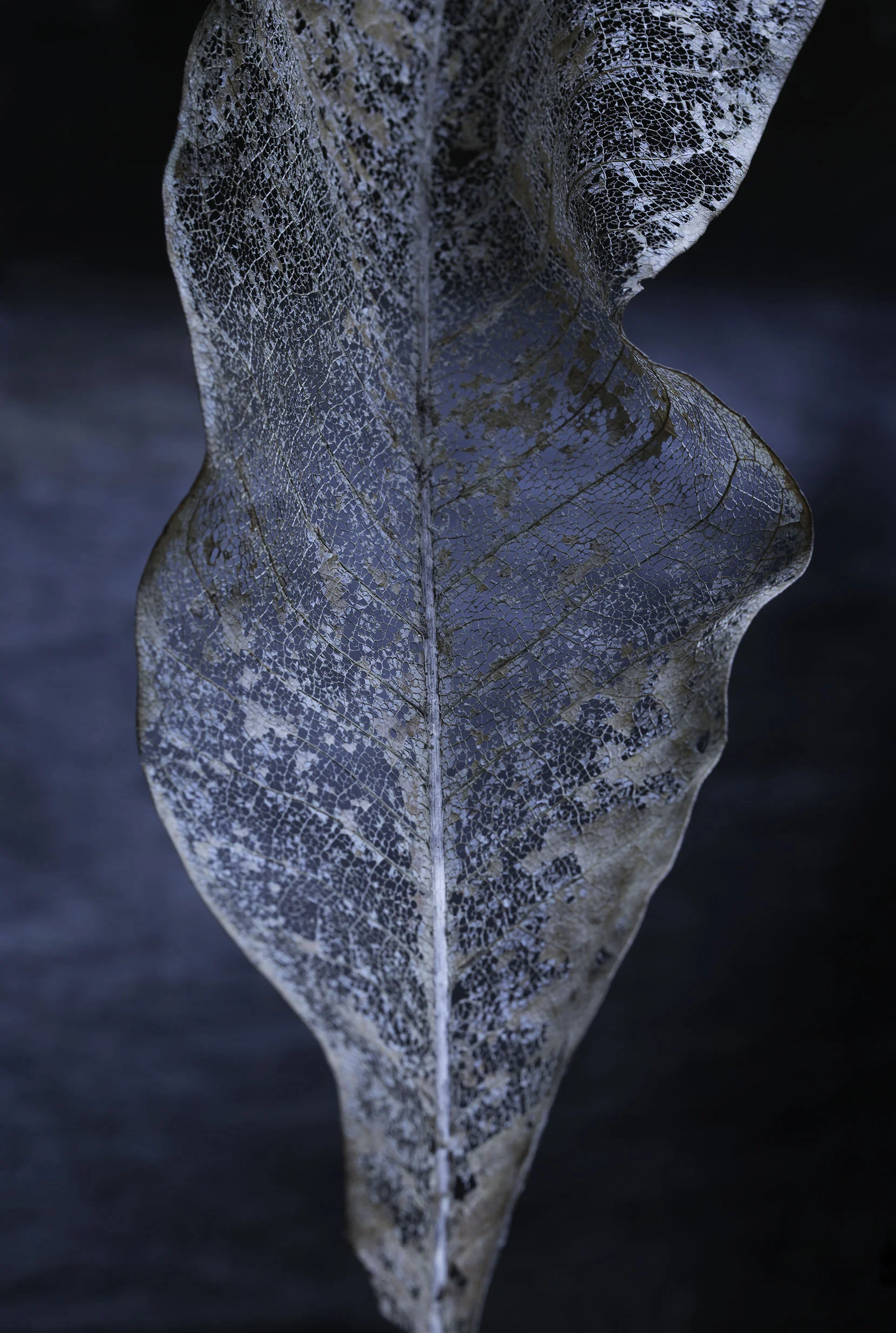 Magnolia_Leaf_Portfolio_web.jpg