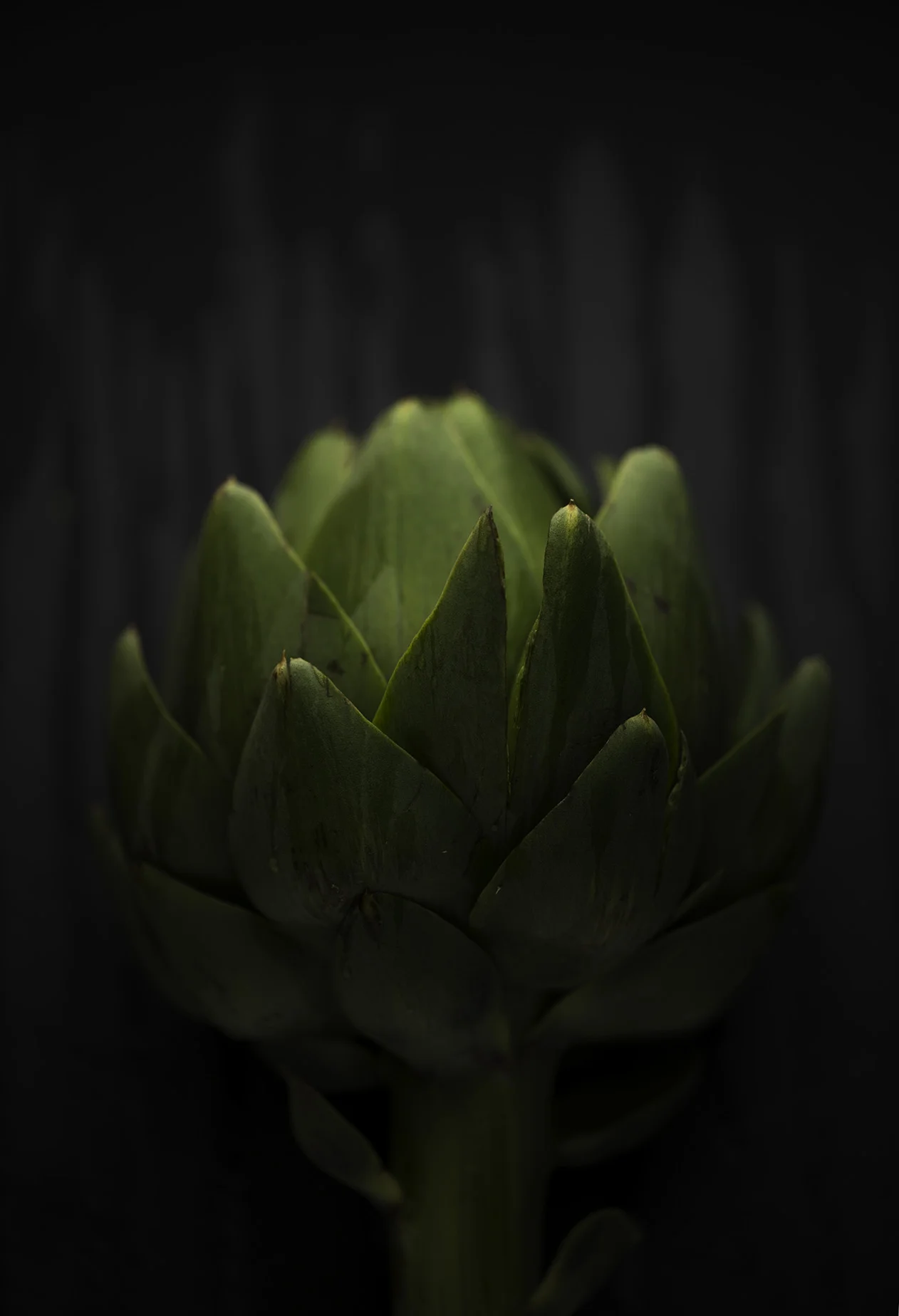 Artichoke2_Final.jpg