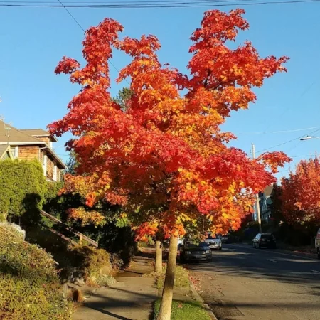 autumntree.jpg
