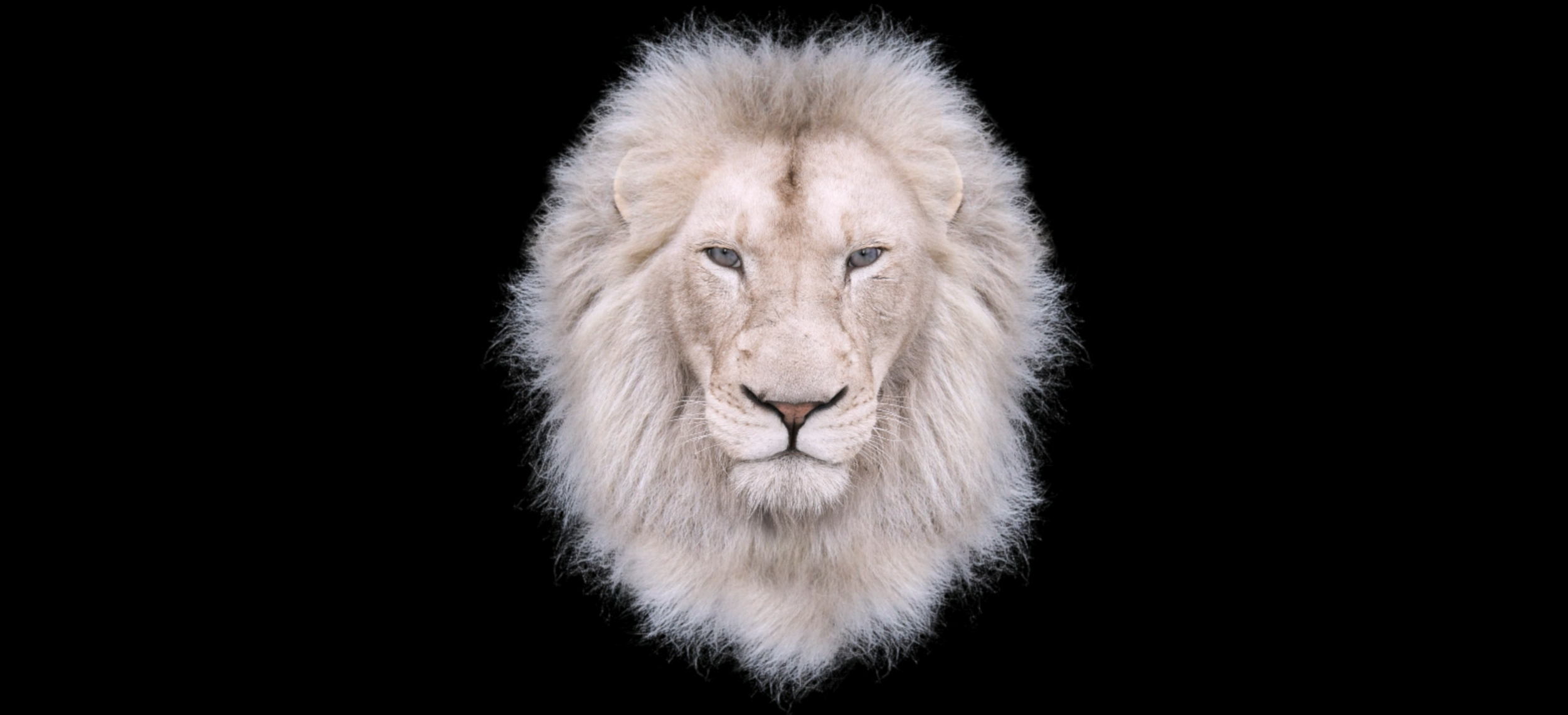 Lion 3D Wide.PNG