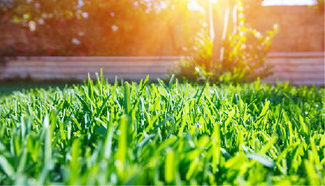 Site Preparation & Turfing