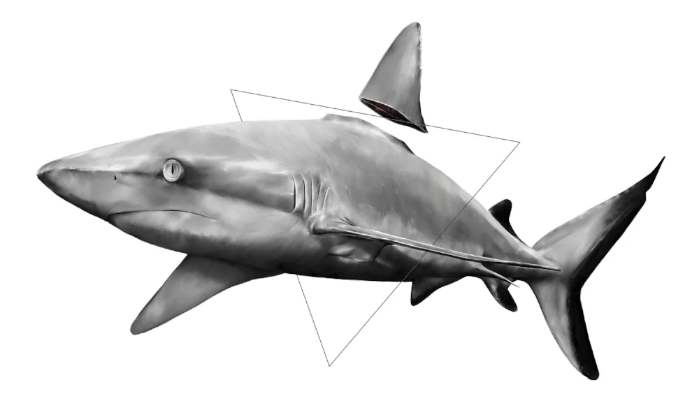 Kill the fin trade