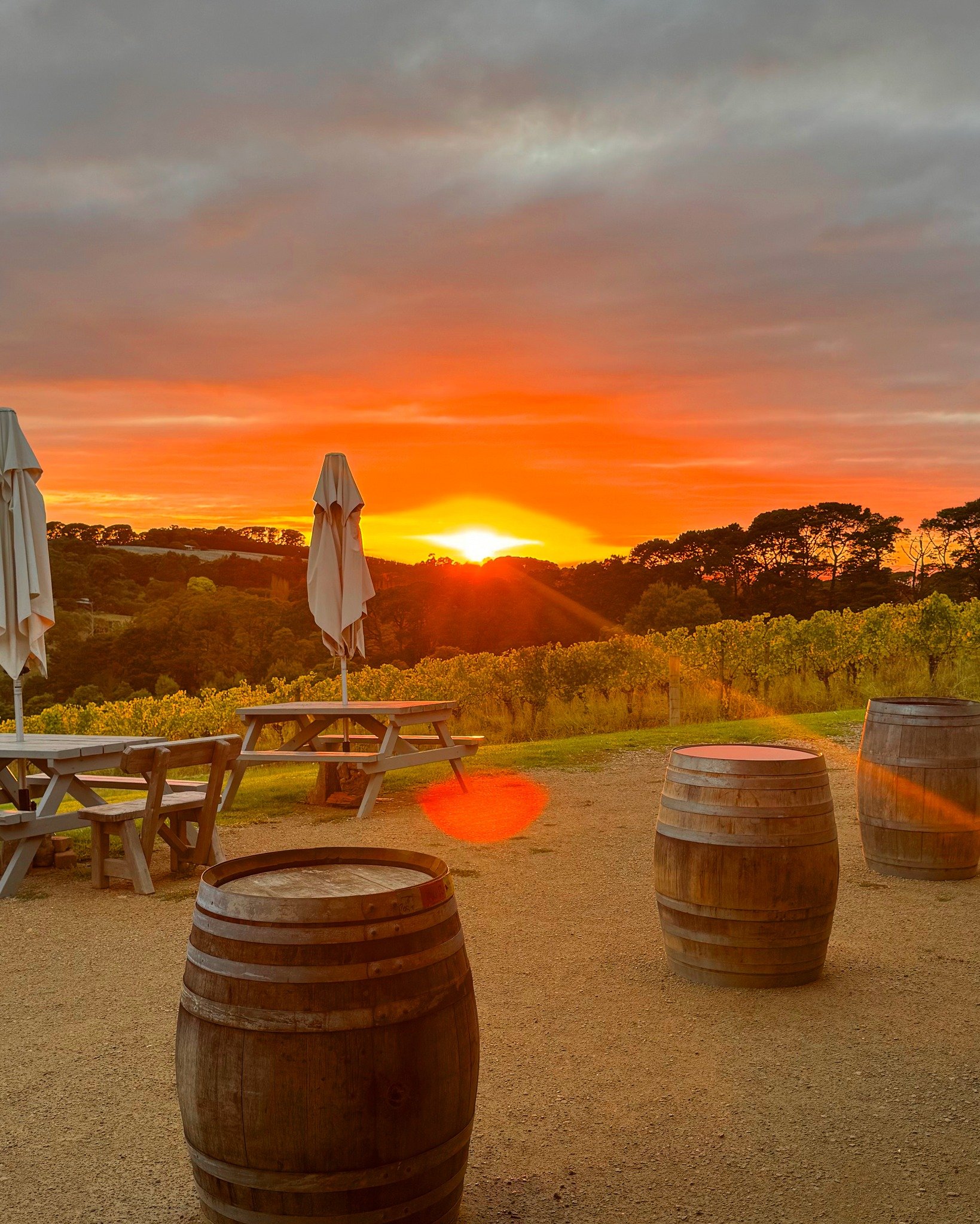 After the harvest frenzy, autumn in the vineyard and cellar door exhales a serene beauty, as nature&rsquo;s vibrant colours signal a season of rest and reflection for the vines, and anticipation for the wines ageing quietly in the barrel room 🍂 

So