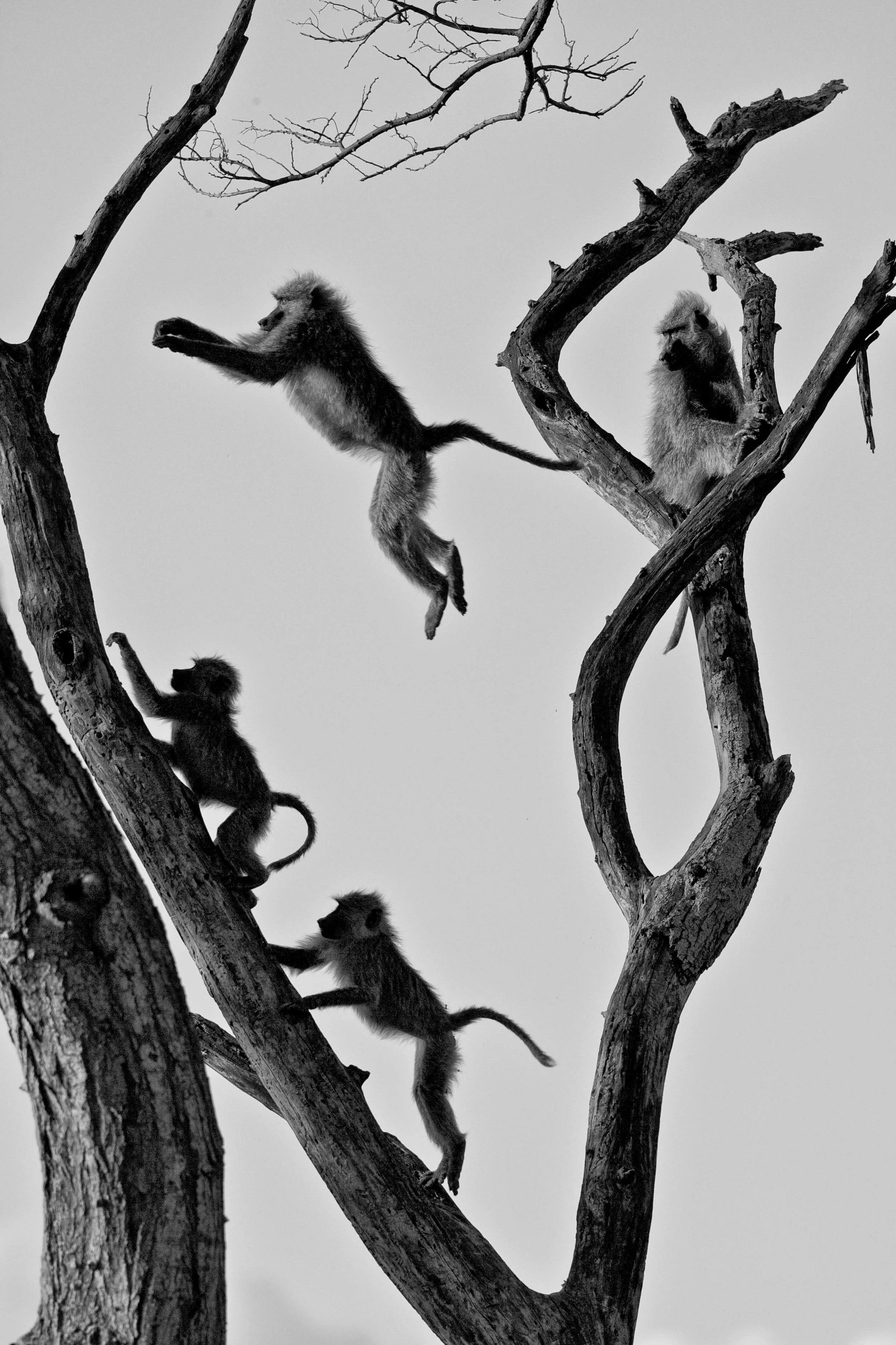 LEBOMBO BABOONS copy.jpg