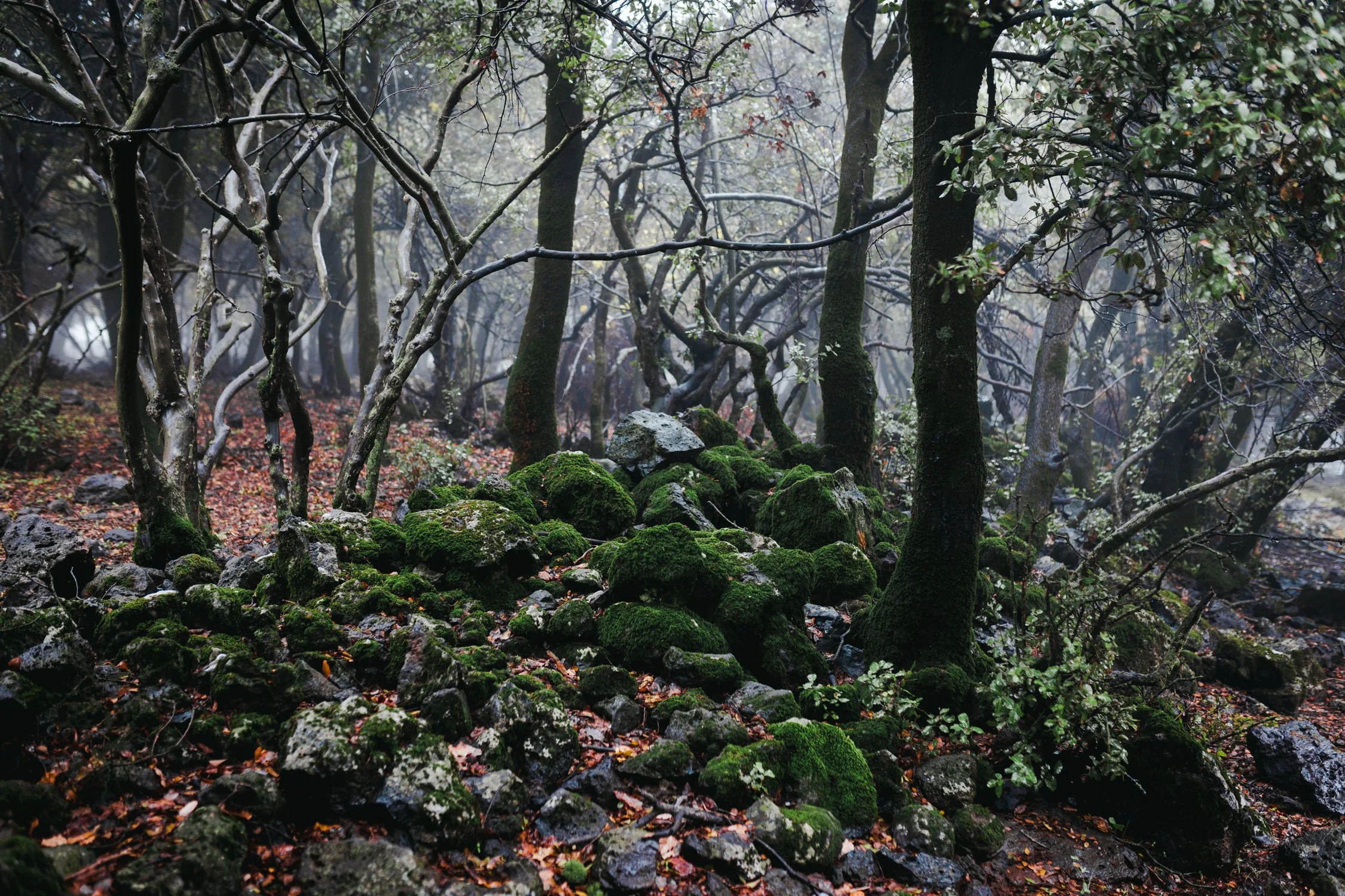 071A9772.JPG