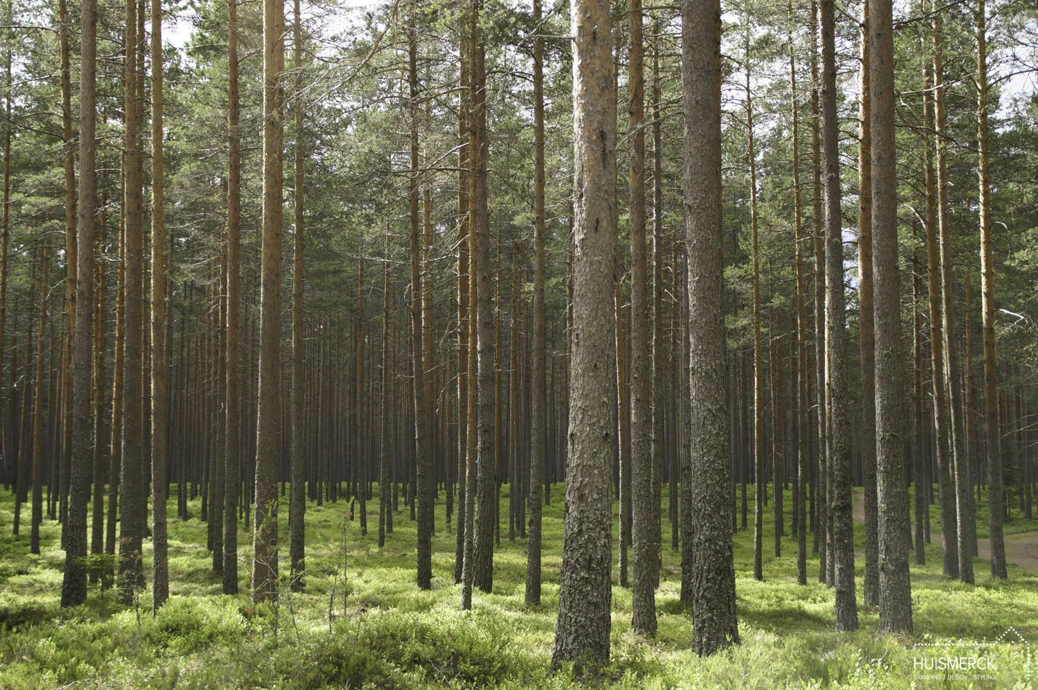 Bomen bos Zweden.jpg