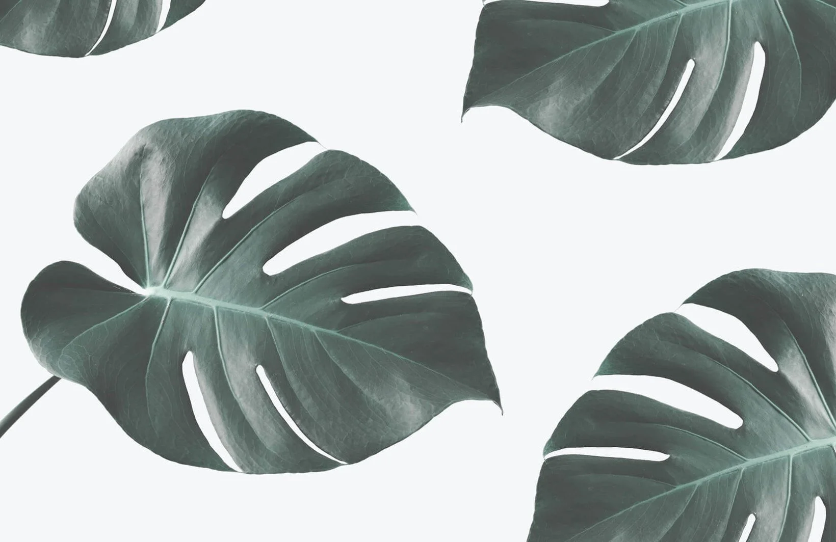 photographic-monstera-wall-mural-plain-820x532@2x.jpg