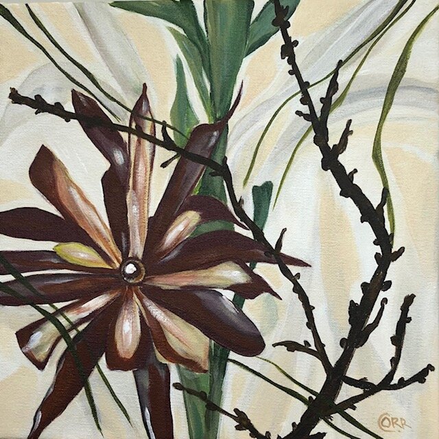 Leucdendron