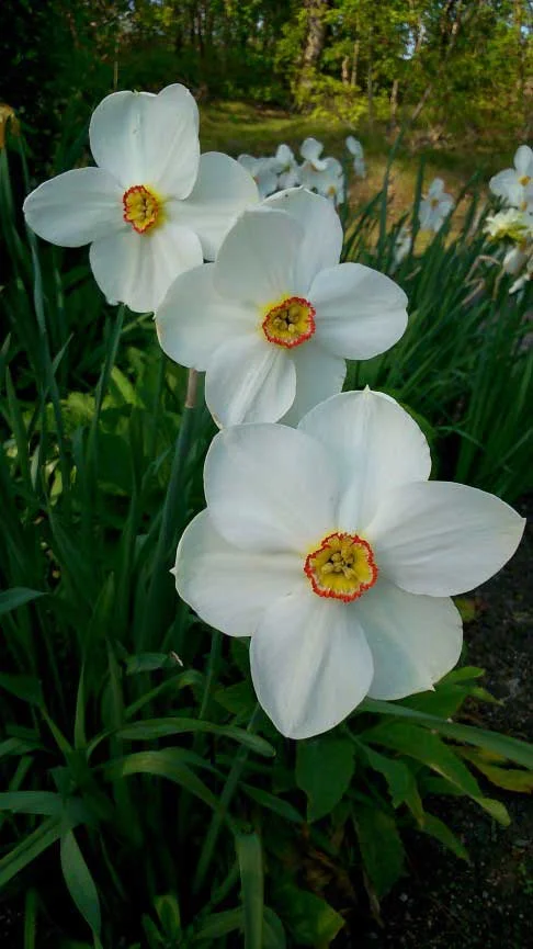 ‘Narcissus’ photo taken by Peter Fairbrother