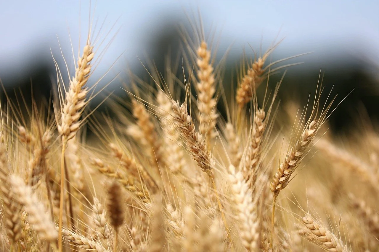  Rev. Janine Sim 'Gathering the Gold: A Harvest of Hearts' (Autumn Equinox/Harvest)