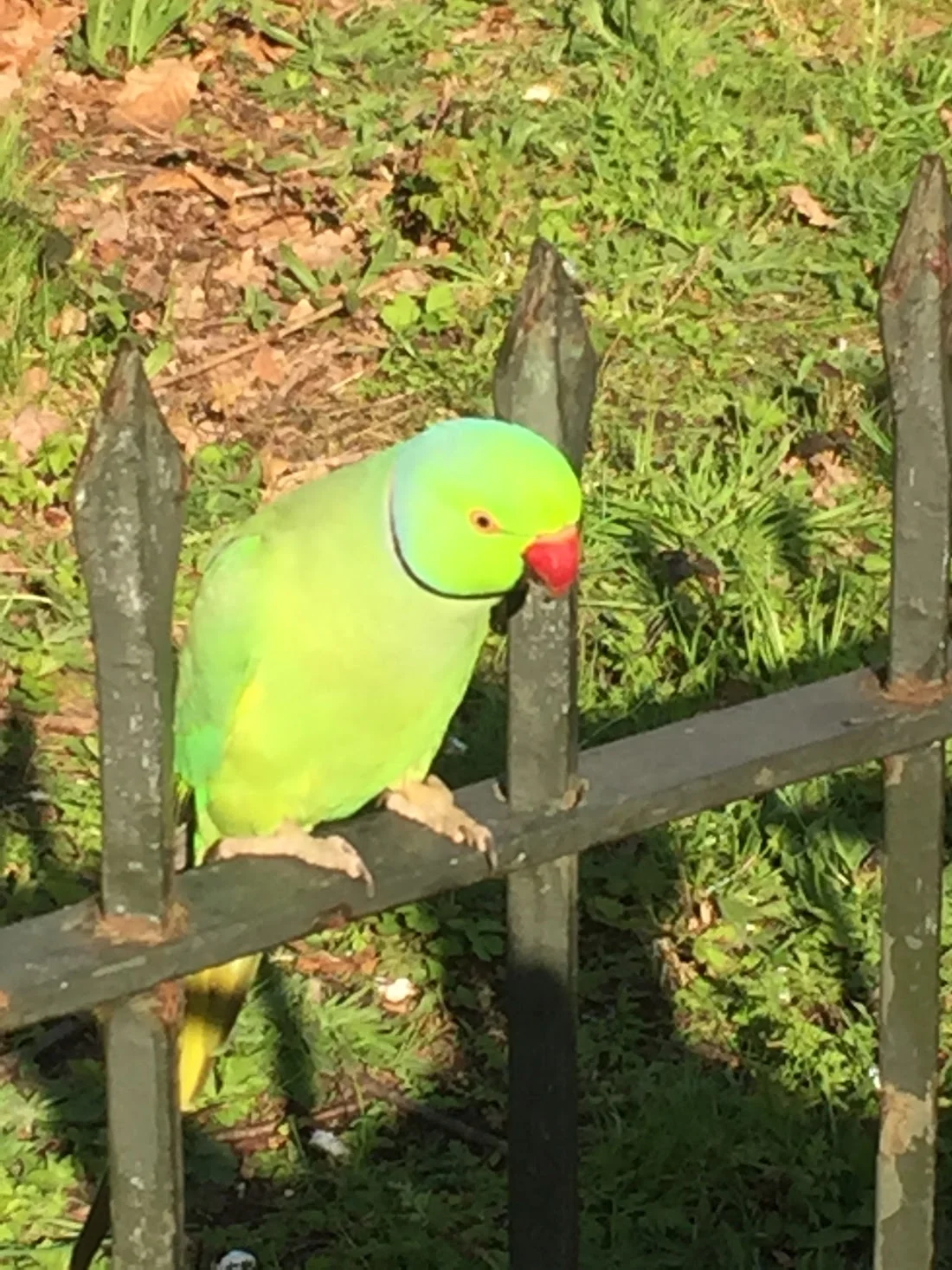 Tropical Birds in Hyde Park