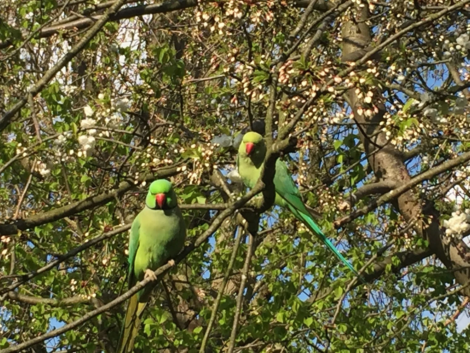 Tropical Birds in Hyde Park.