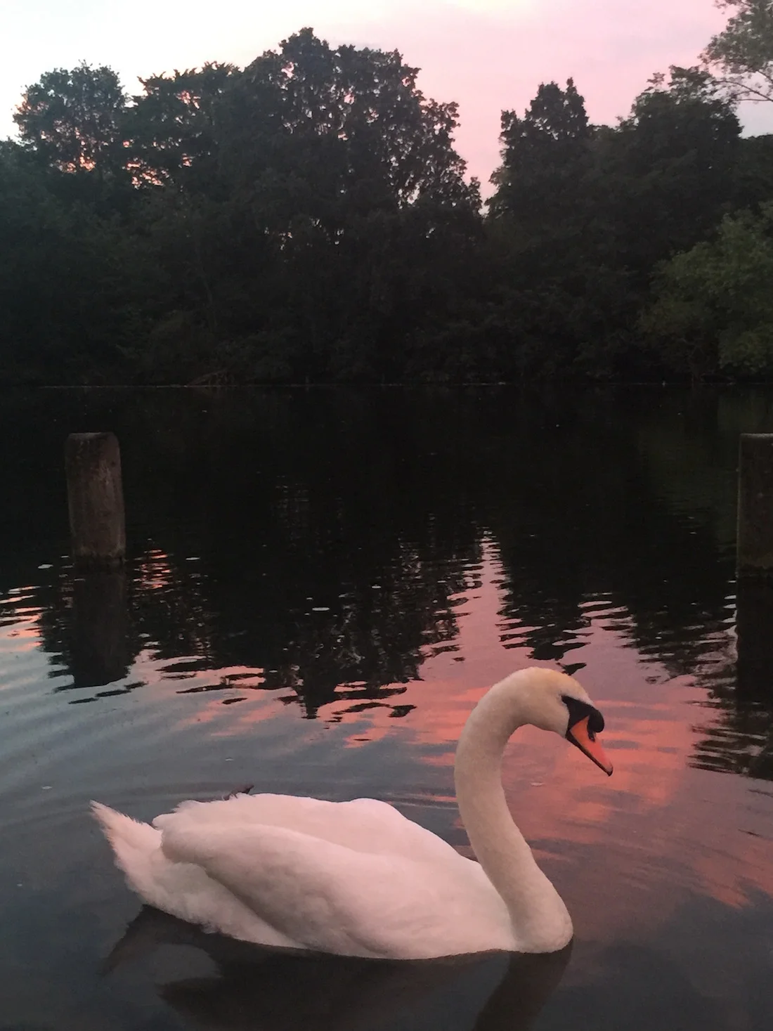 Swan at Dusk in Hyde Park