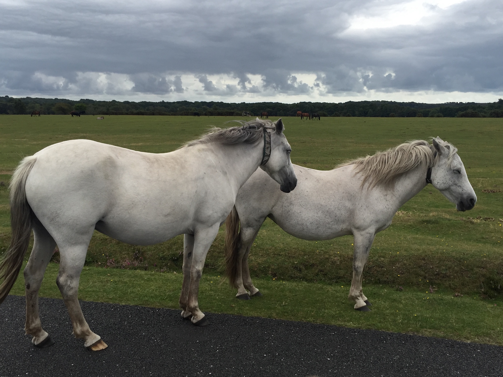 A Weekend In New Forest Where Wild Horses Couldn T Drag Me Away A Broad In London