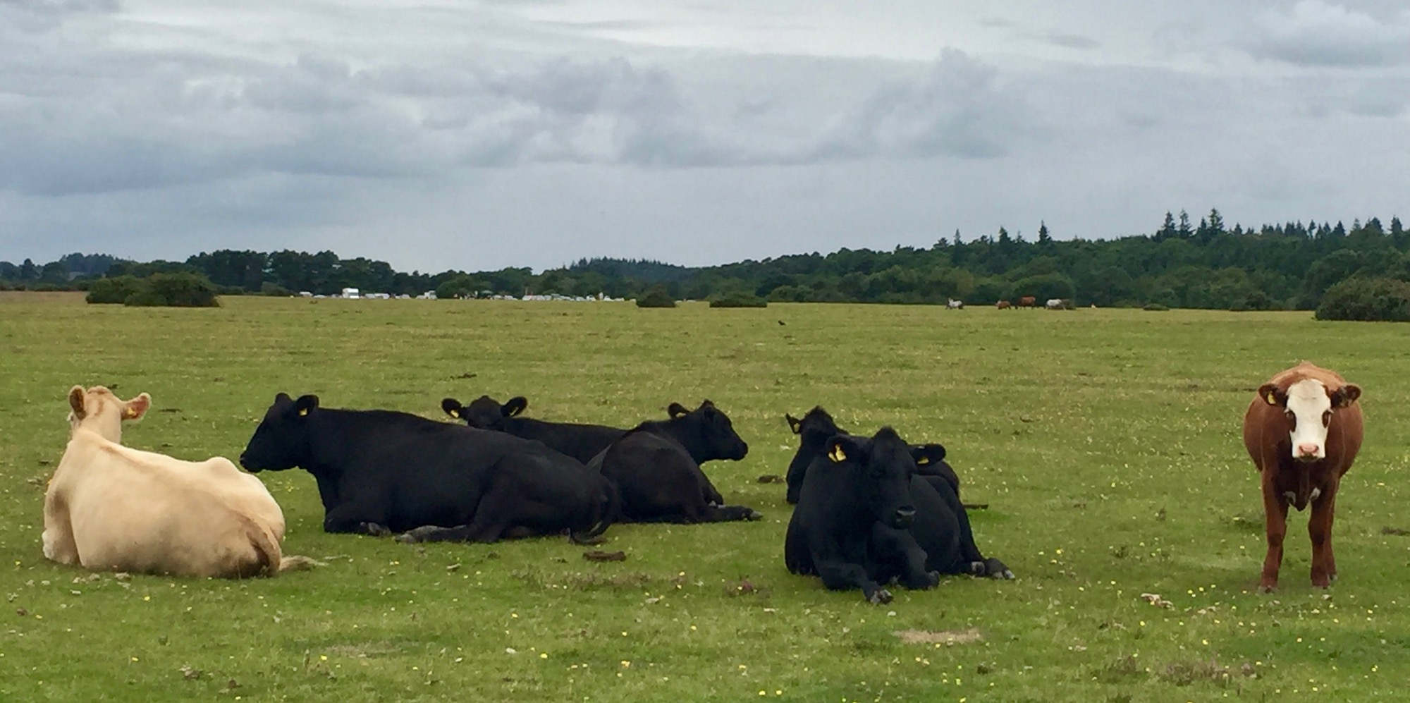 COWS ROAMING FREE IN THE PASTURES OF NEW FOREST, UK.jpg