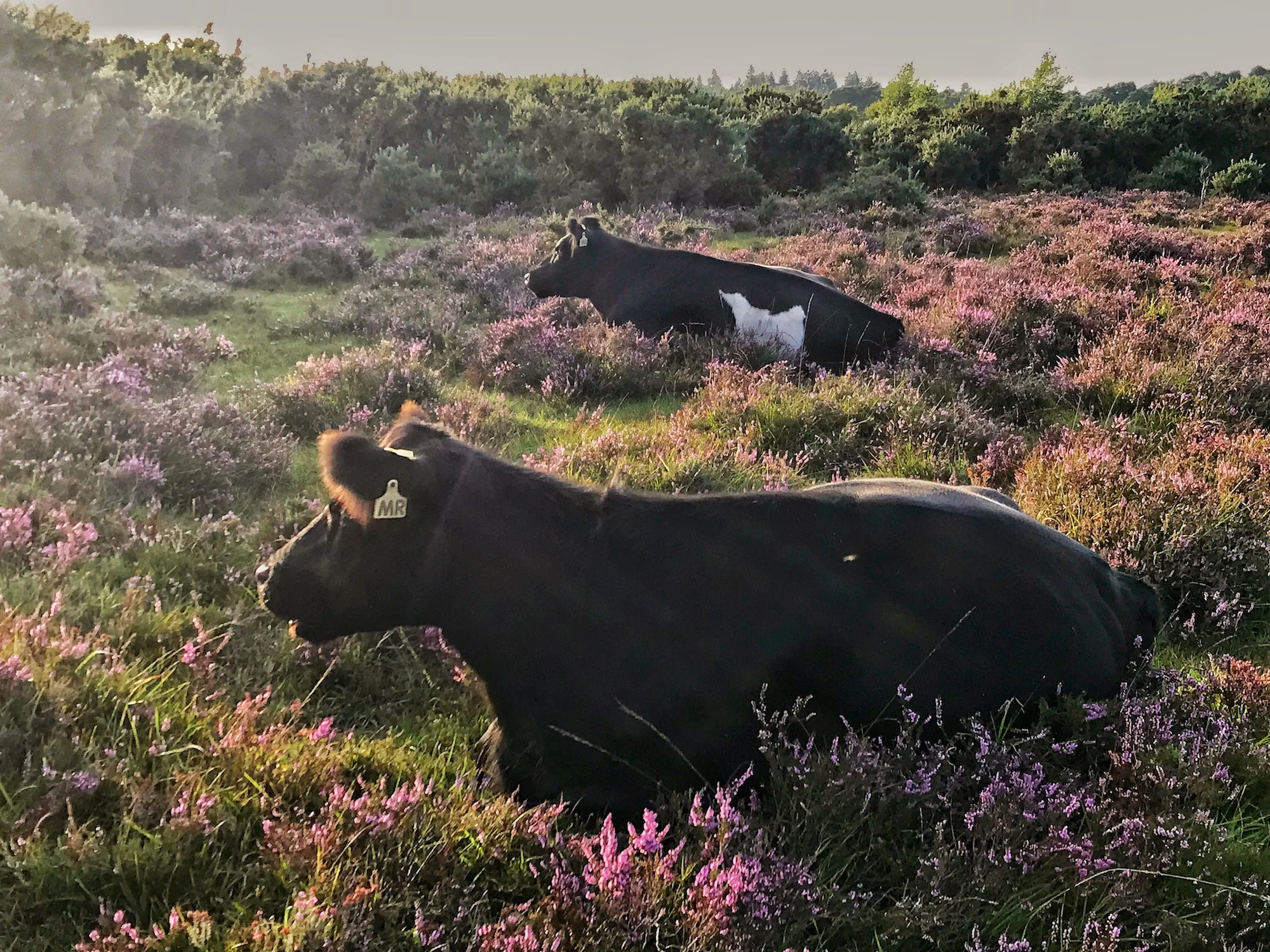 Cows resting in a floral pasture. New Forest, UK.jpg